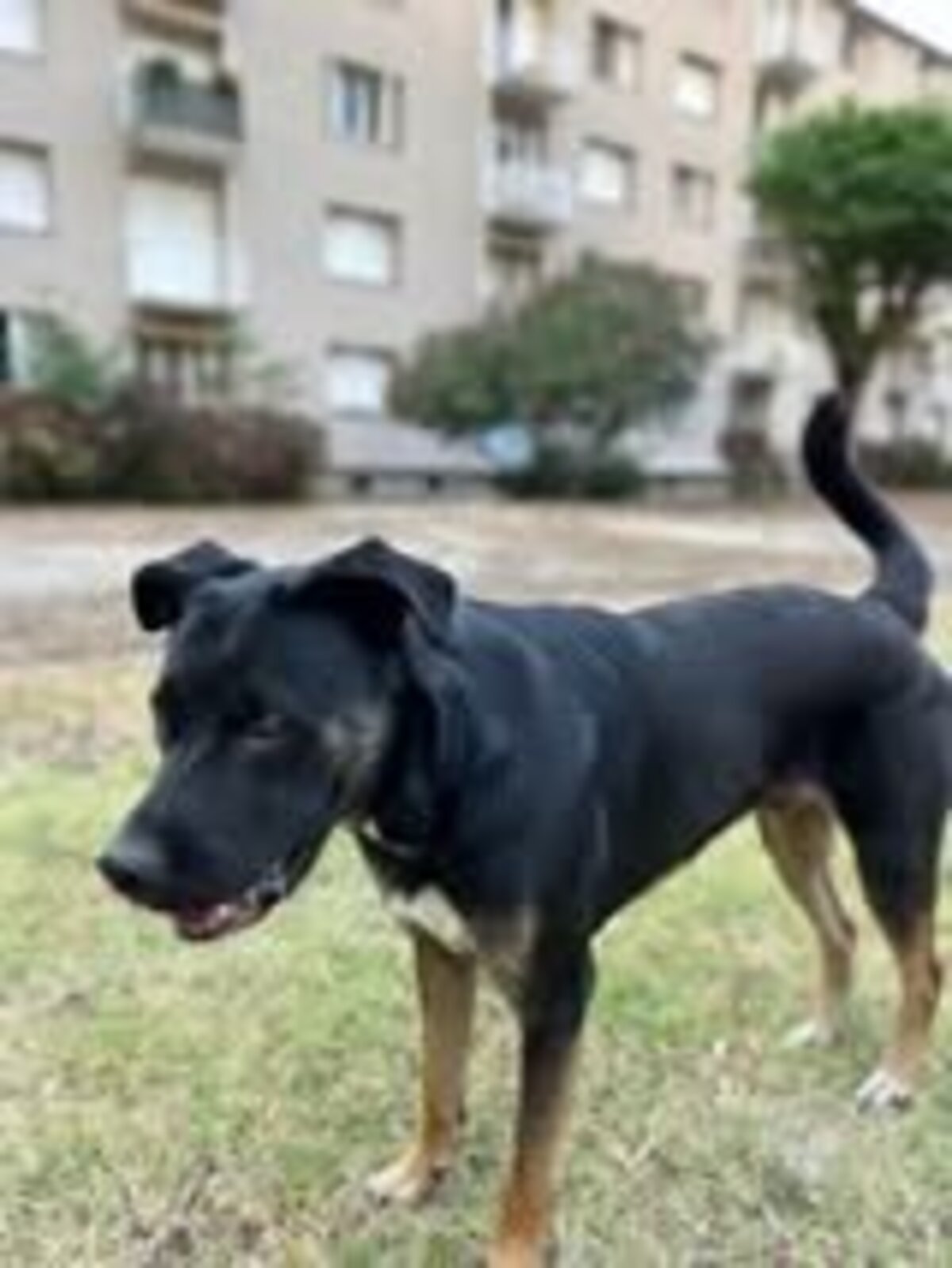 Adoption Scooby
