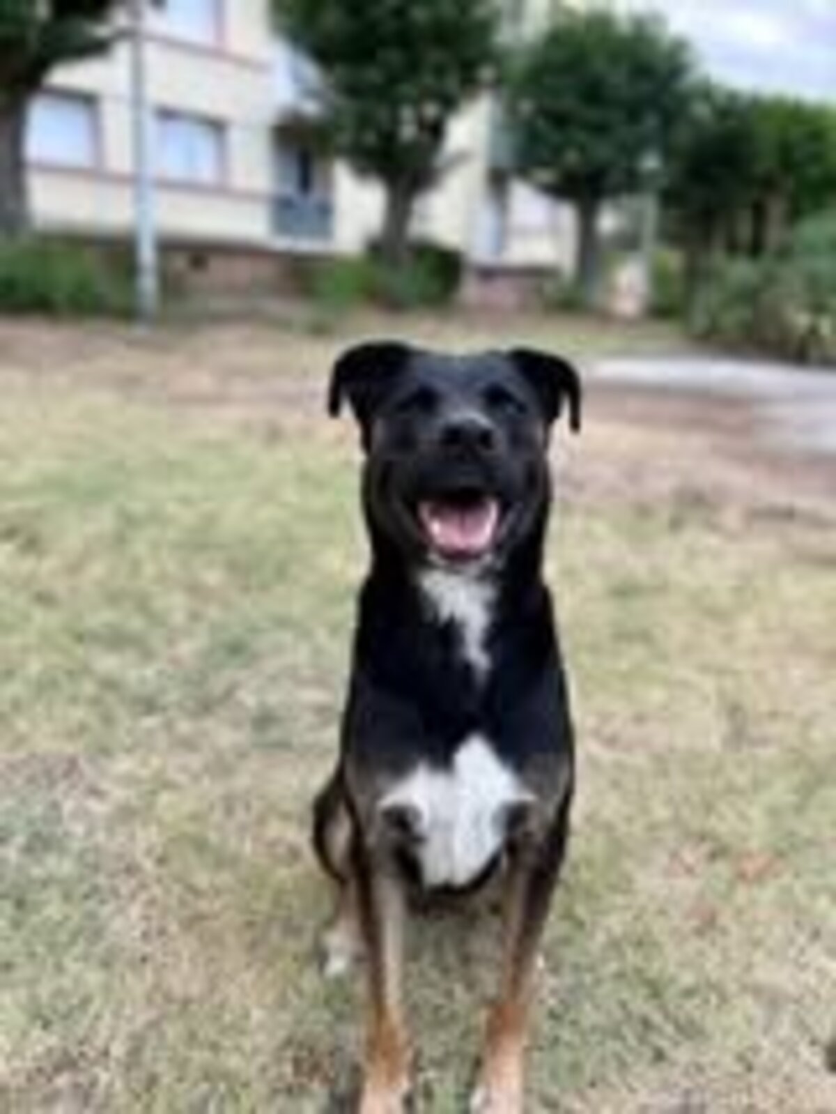 Adoption Scooby
