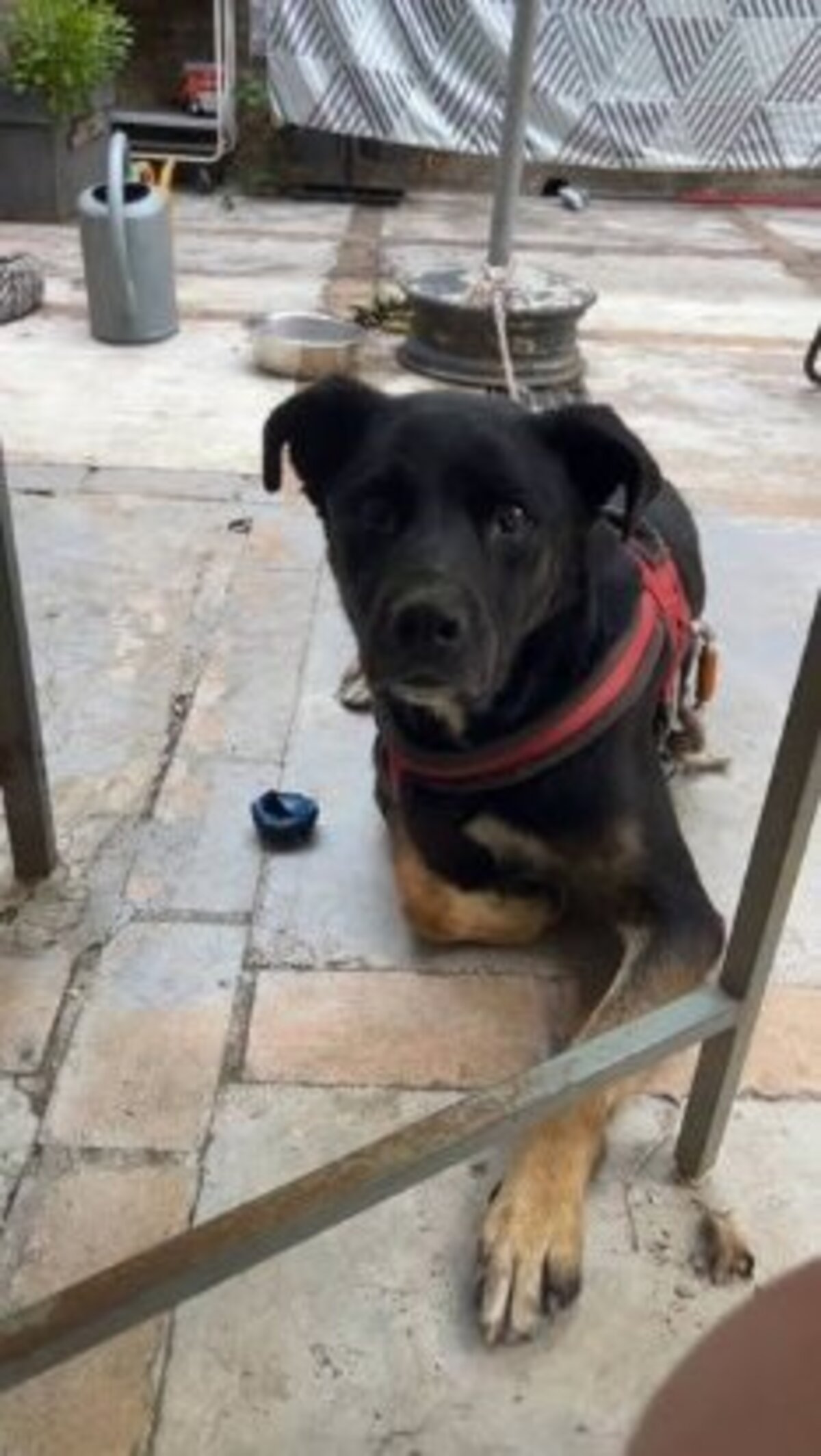 Adoption Scooby