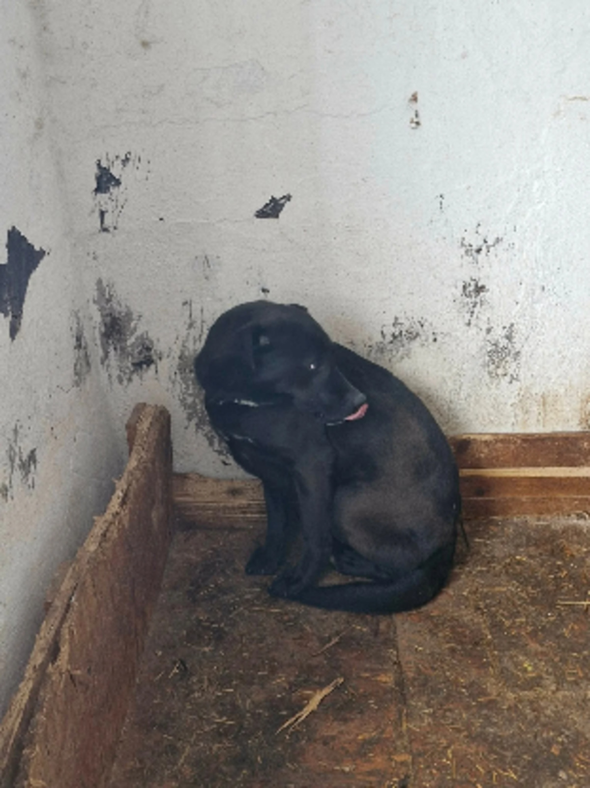 Adoption Scoubidou