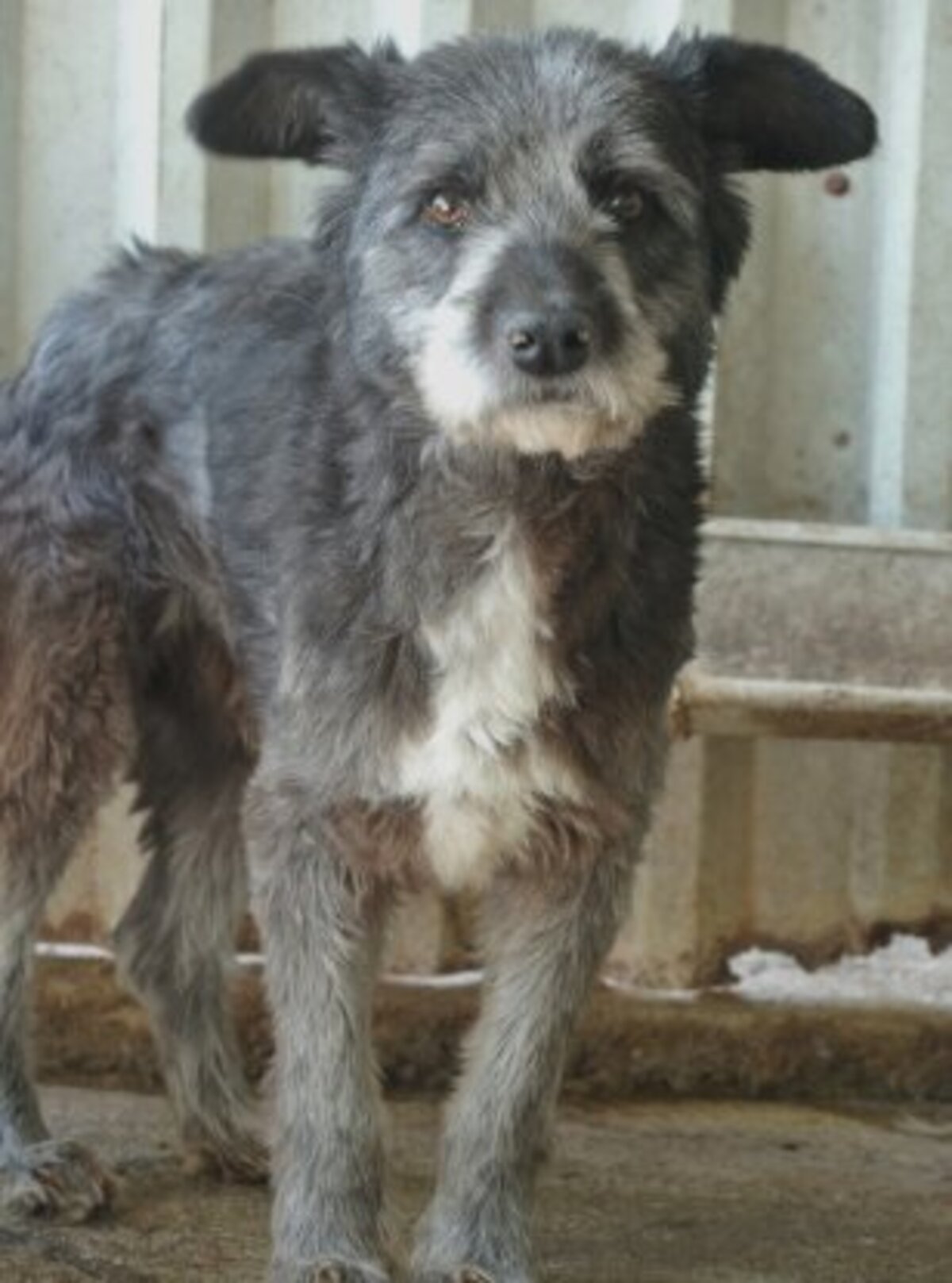Adoption Scruffy