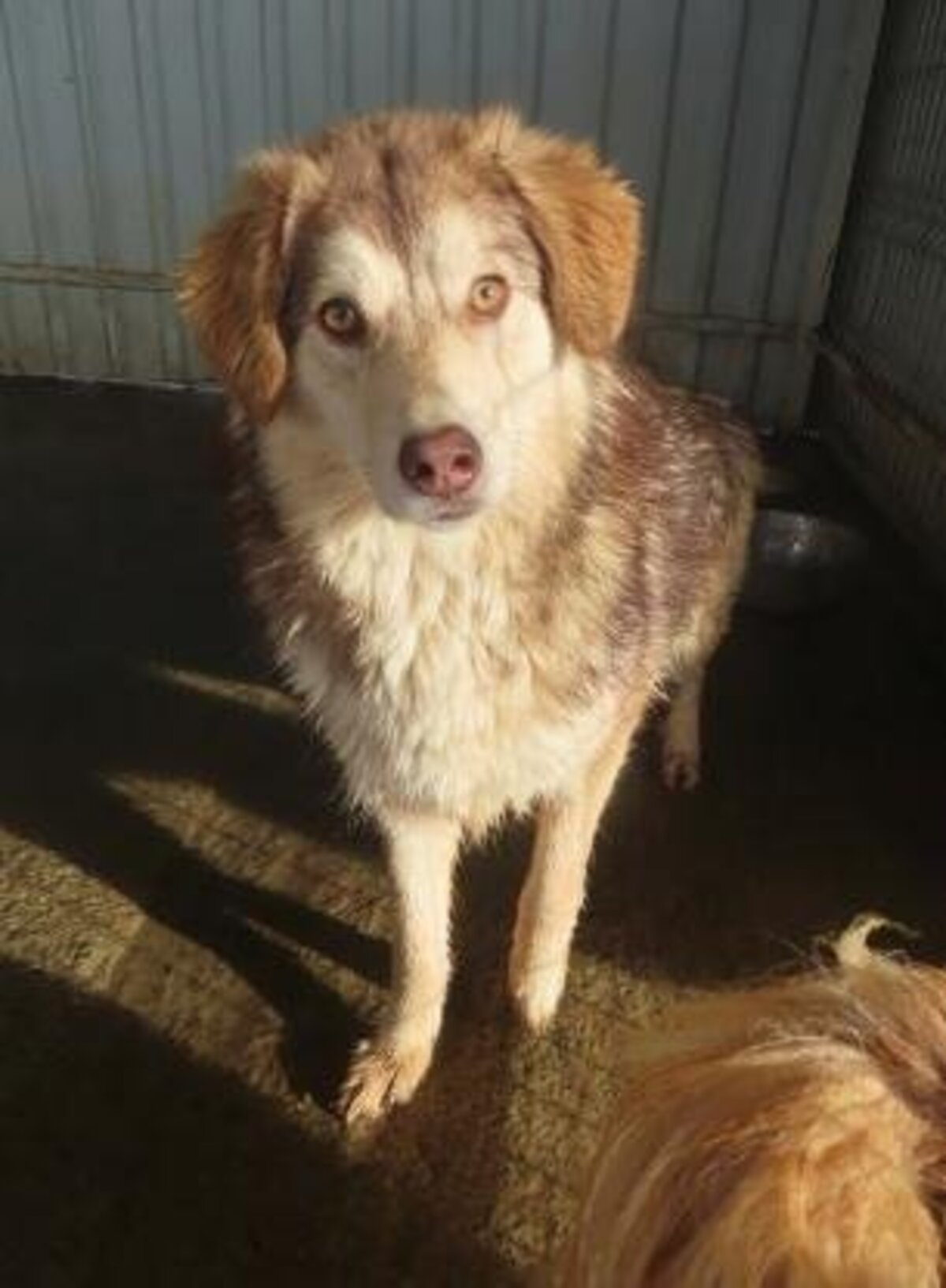 Adoption Selina