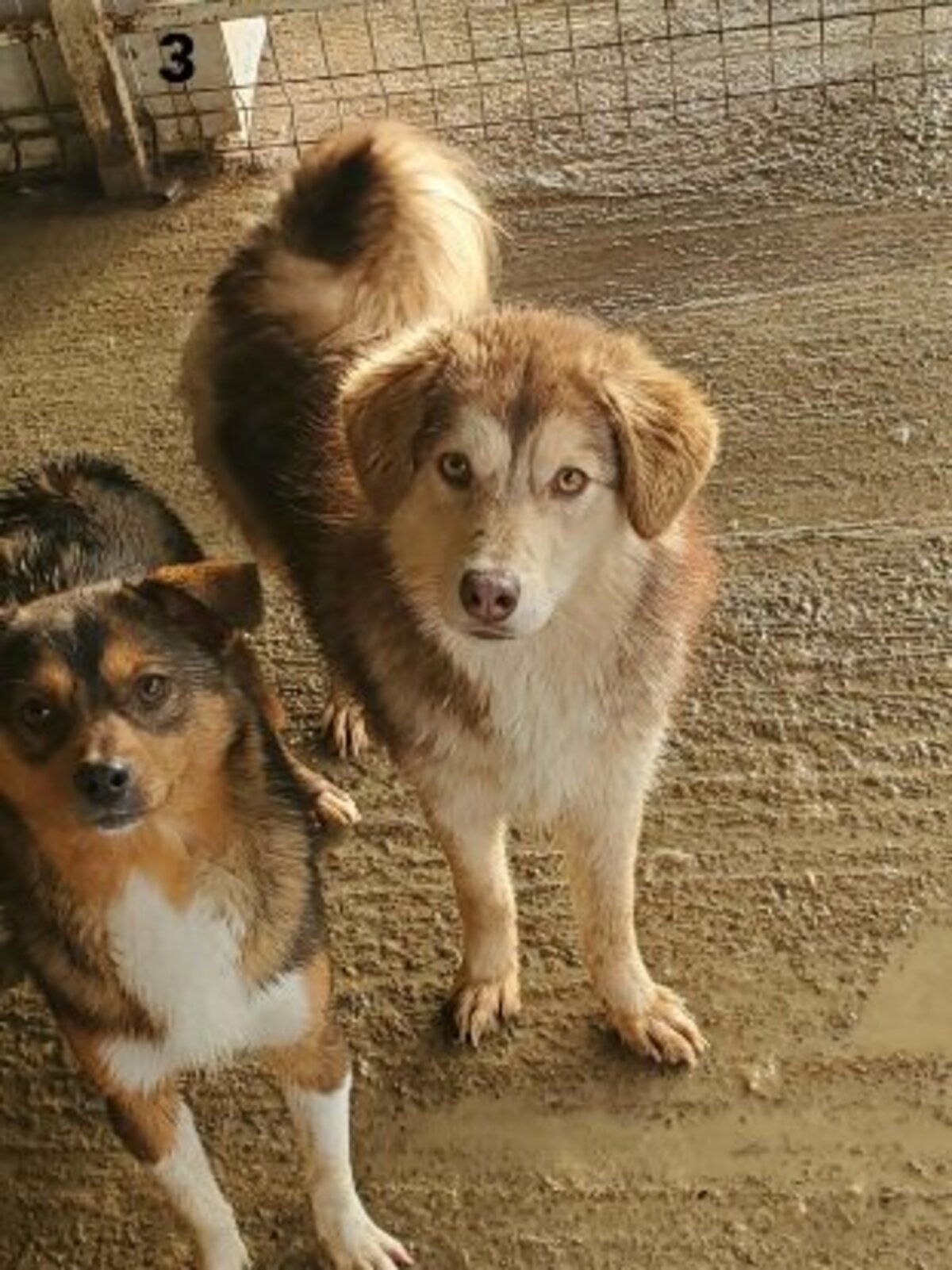 Adoption Selina