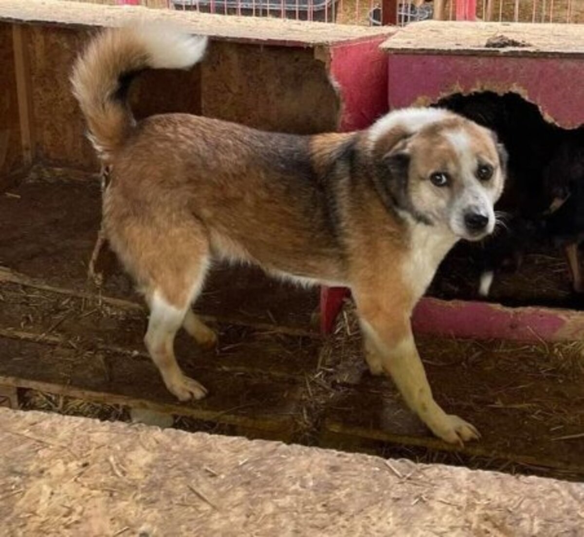 Adoption Selmer