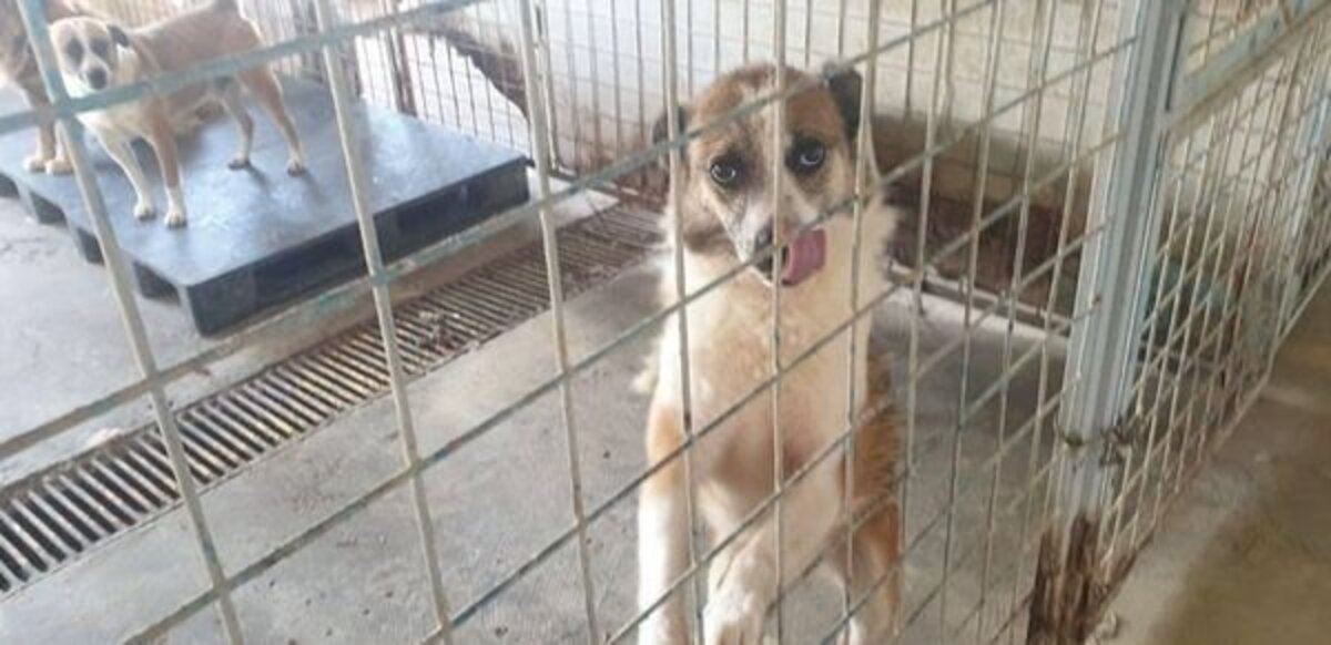 Adoption Selmer