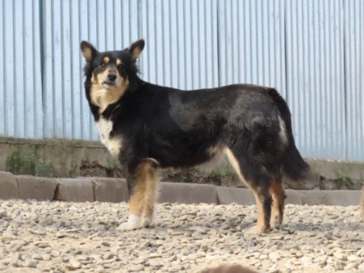 Adoption Sencha