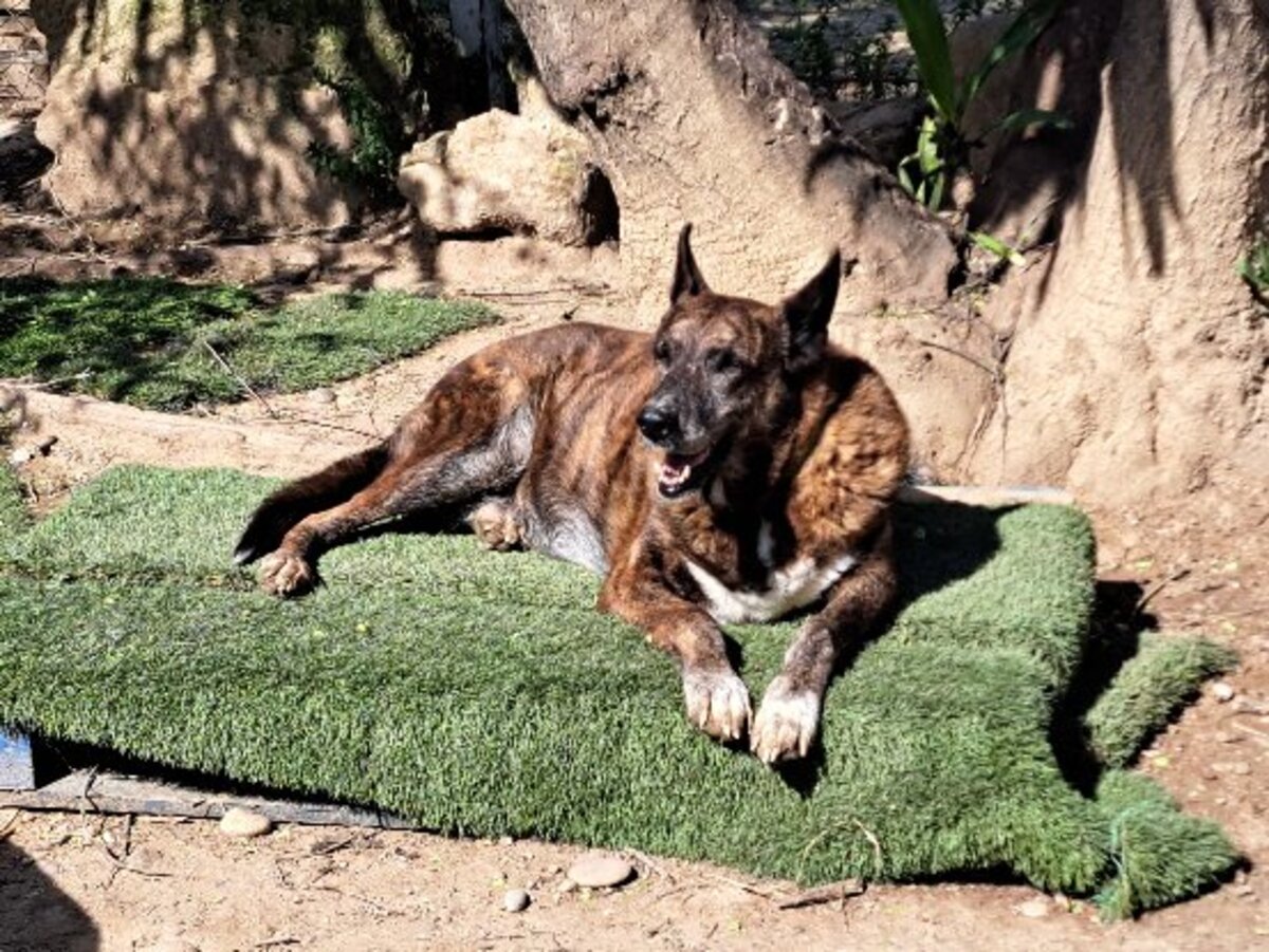 Adoption Senda