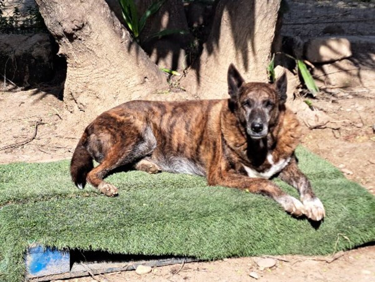 Adoption Senda