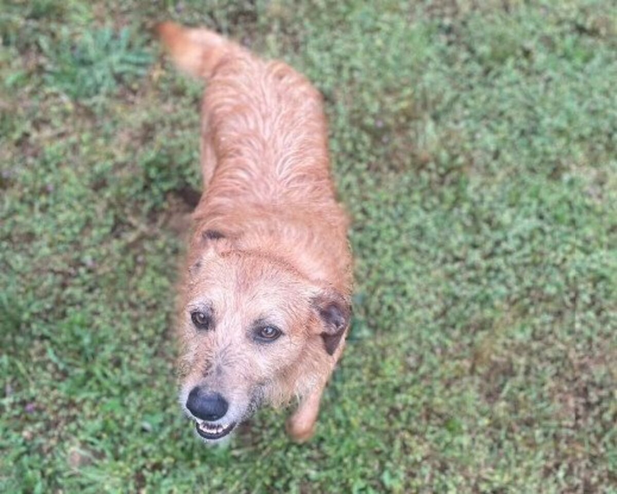 Adoption Sequinho