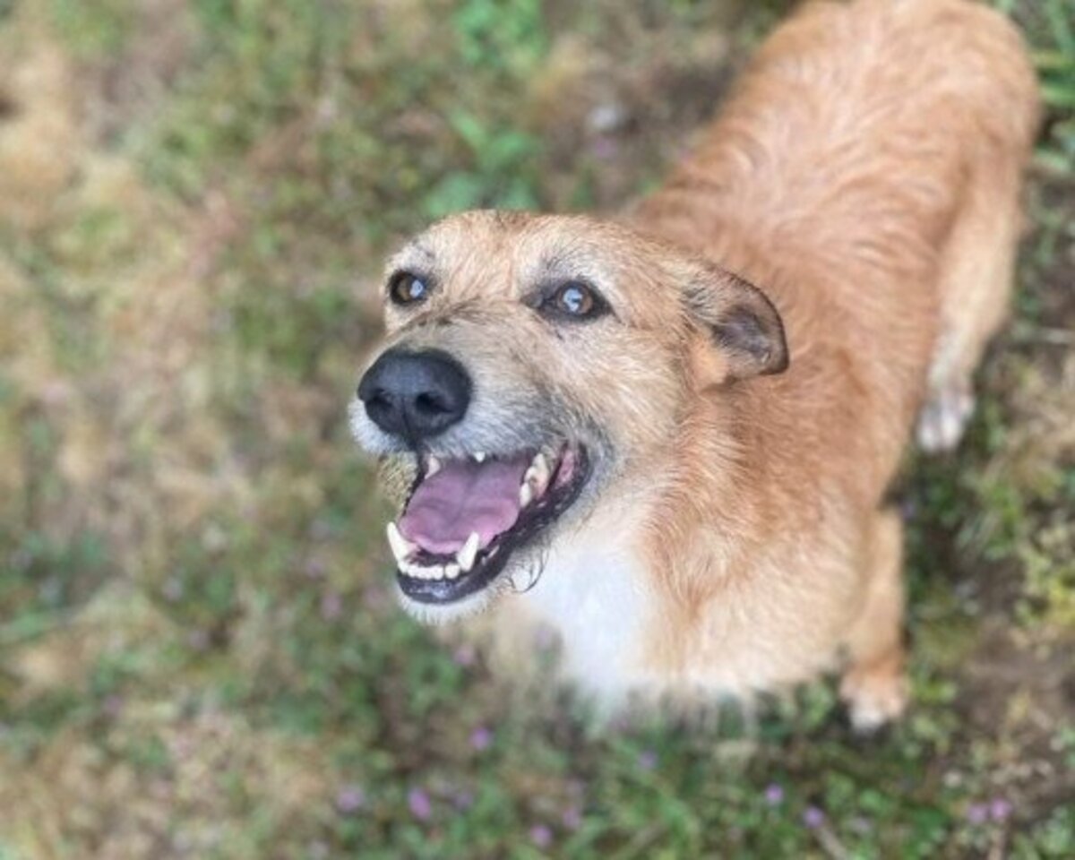 Adoption Sequinho