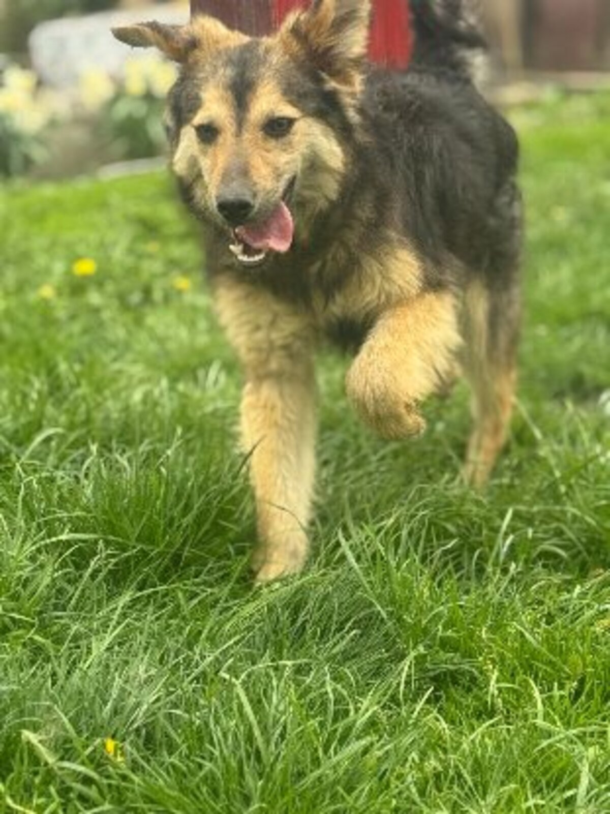 Adoption Sésame