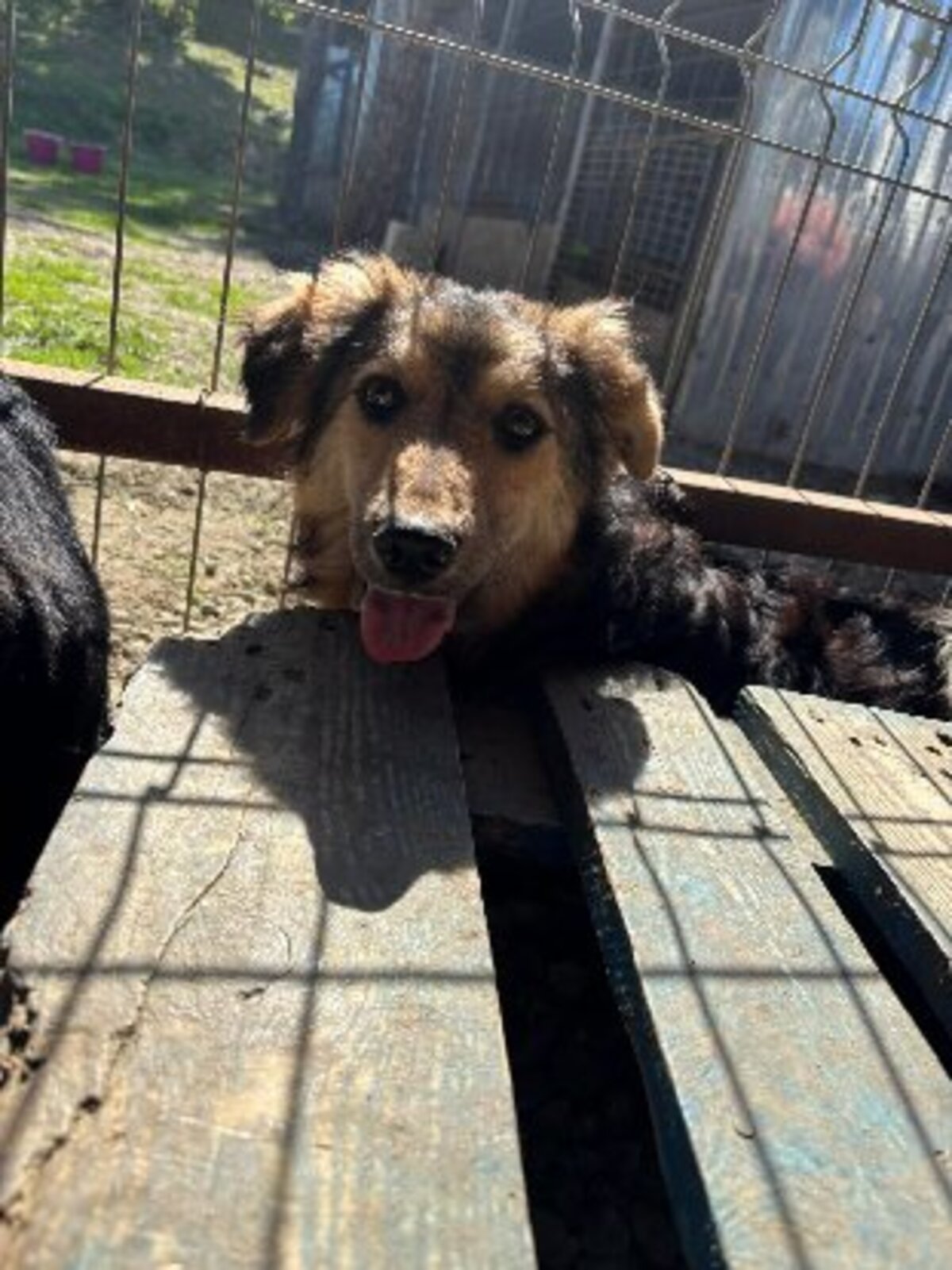 Adoption Sésame