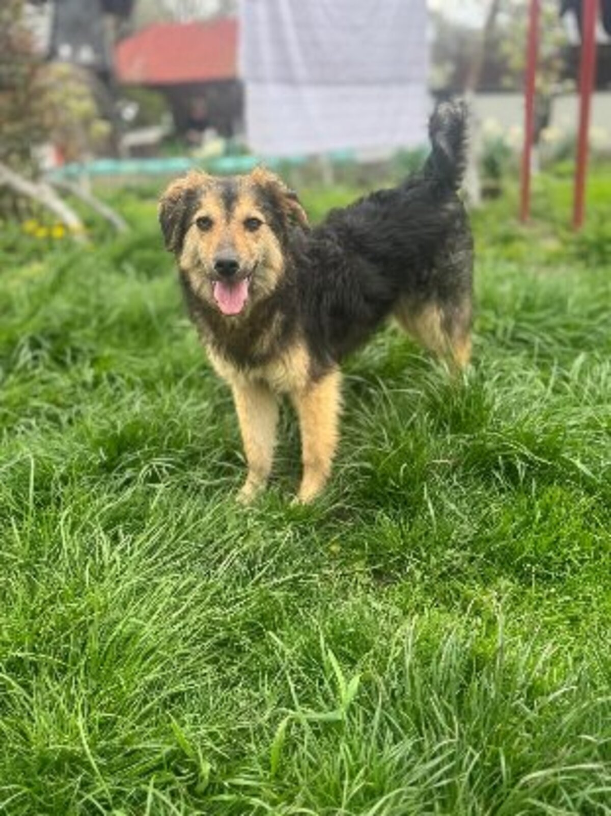 Adoption Sésame