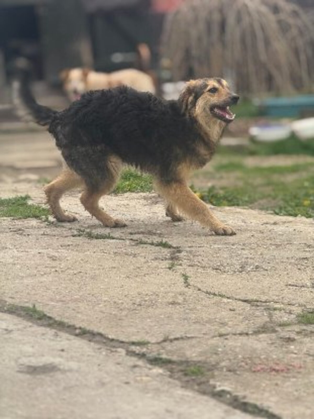 Adoption Sésame