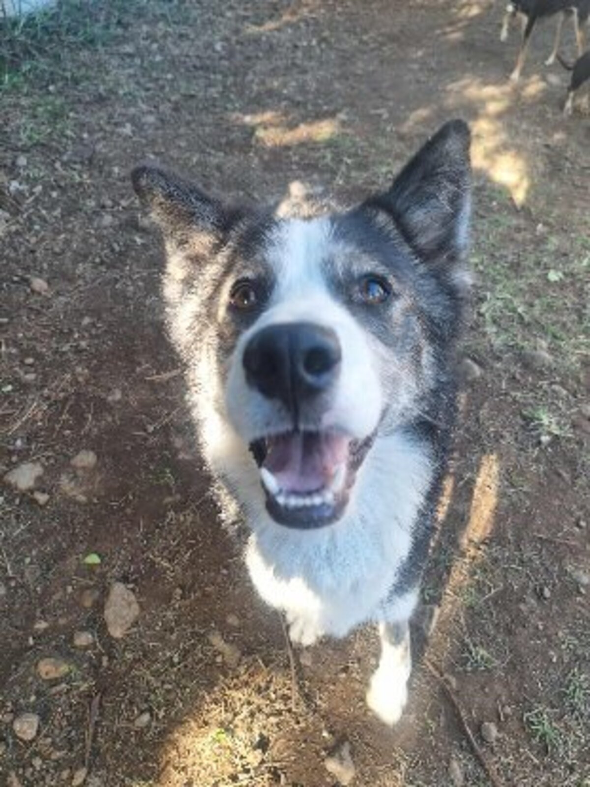 Adoption Shadow