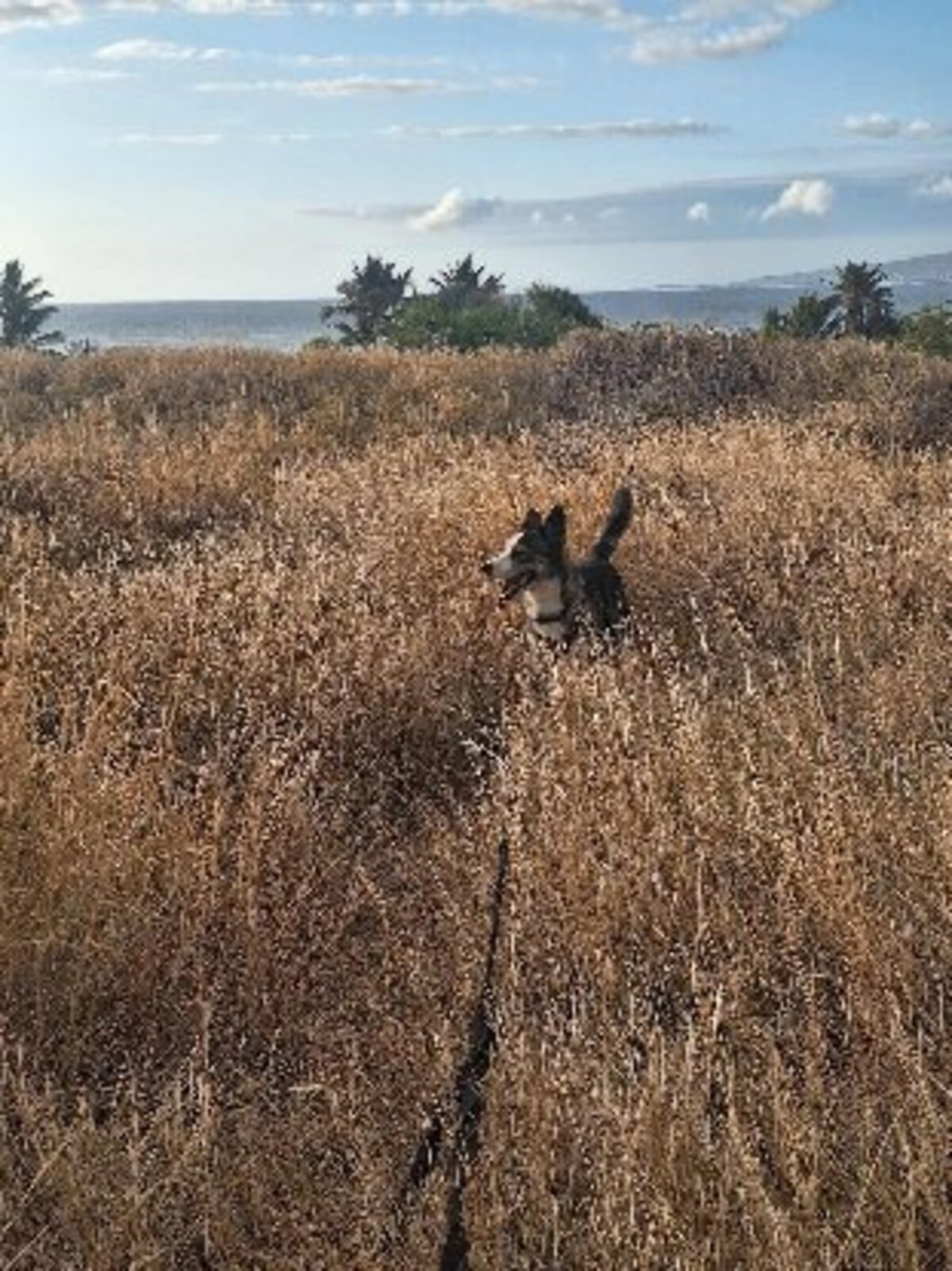 Adoption Shadow