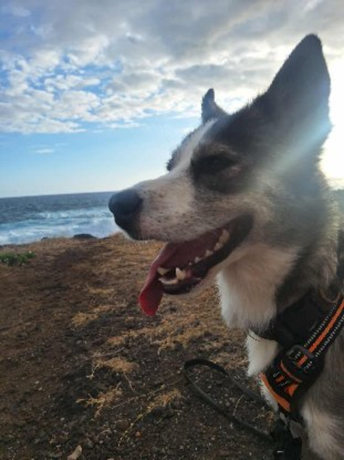 Adoption Shadow