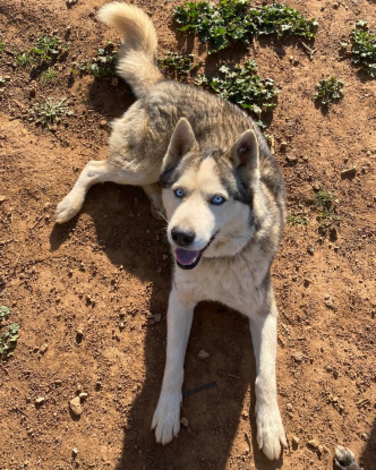 Adoption Shadow