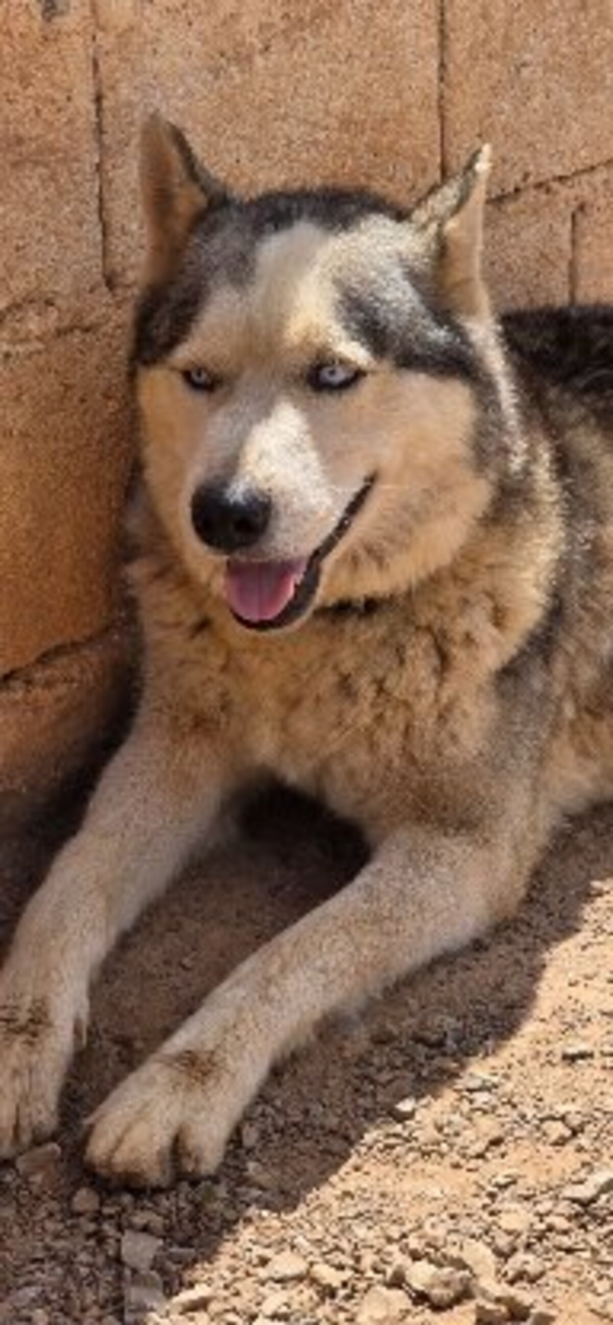 Adoption Shadow