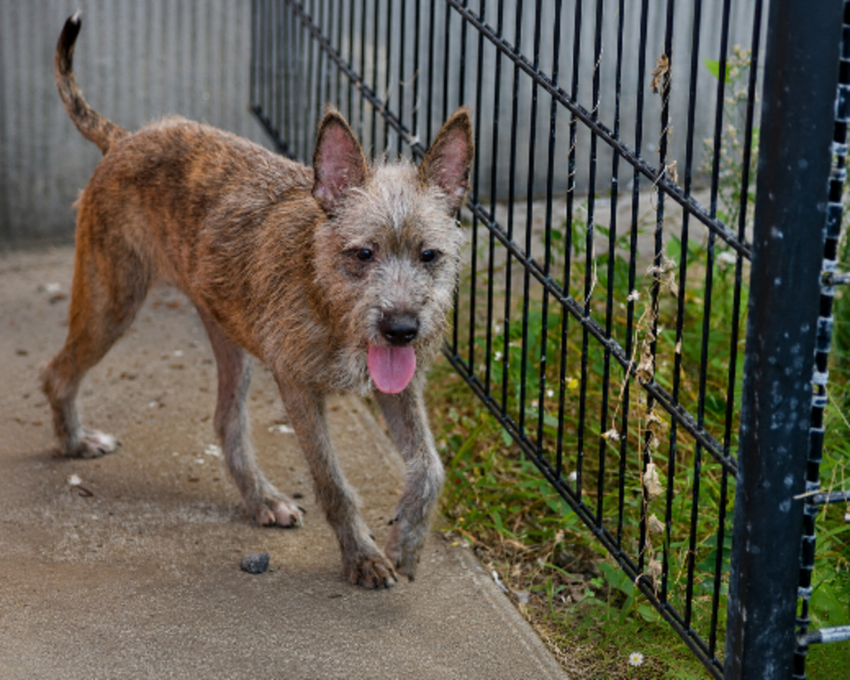Adoption Shaggy
