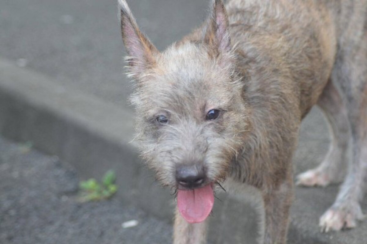 Adoption Shaggy