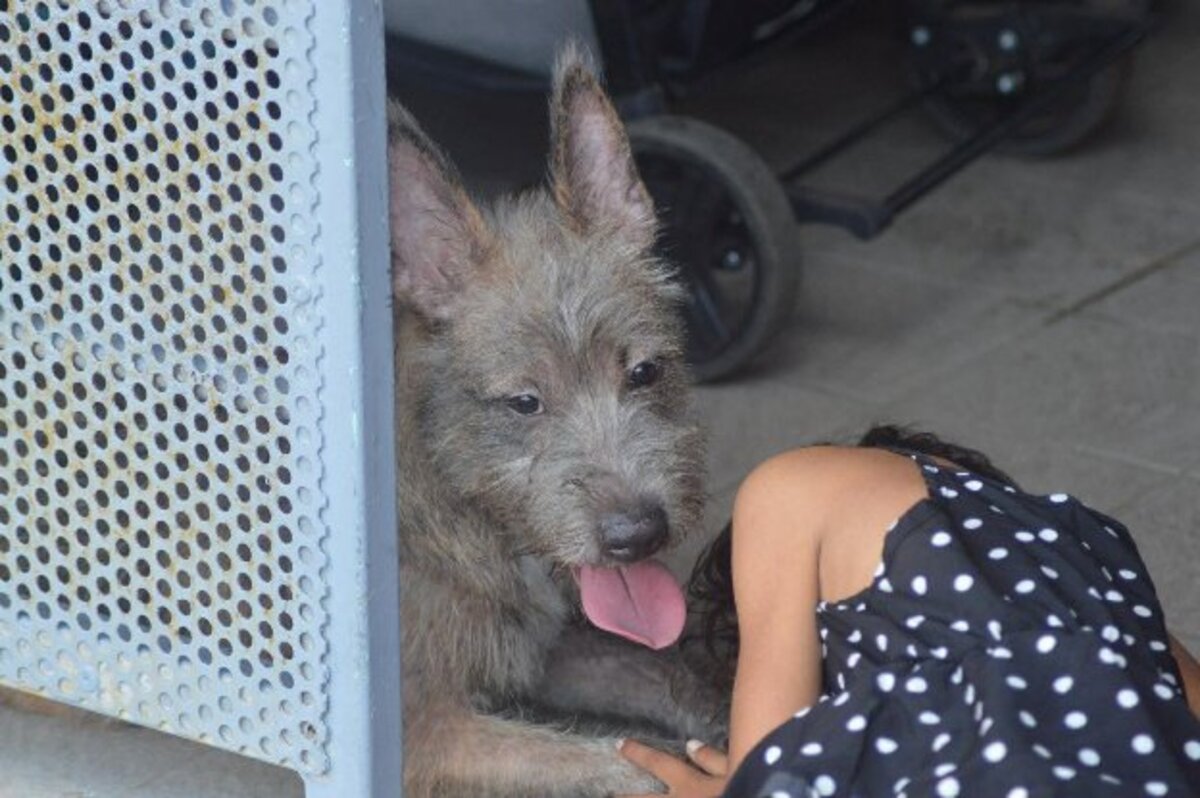 Adoption Shaggy