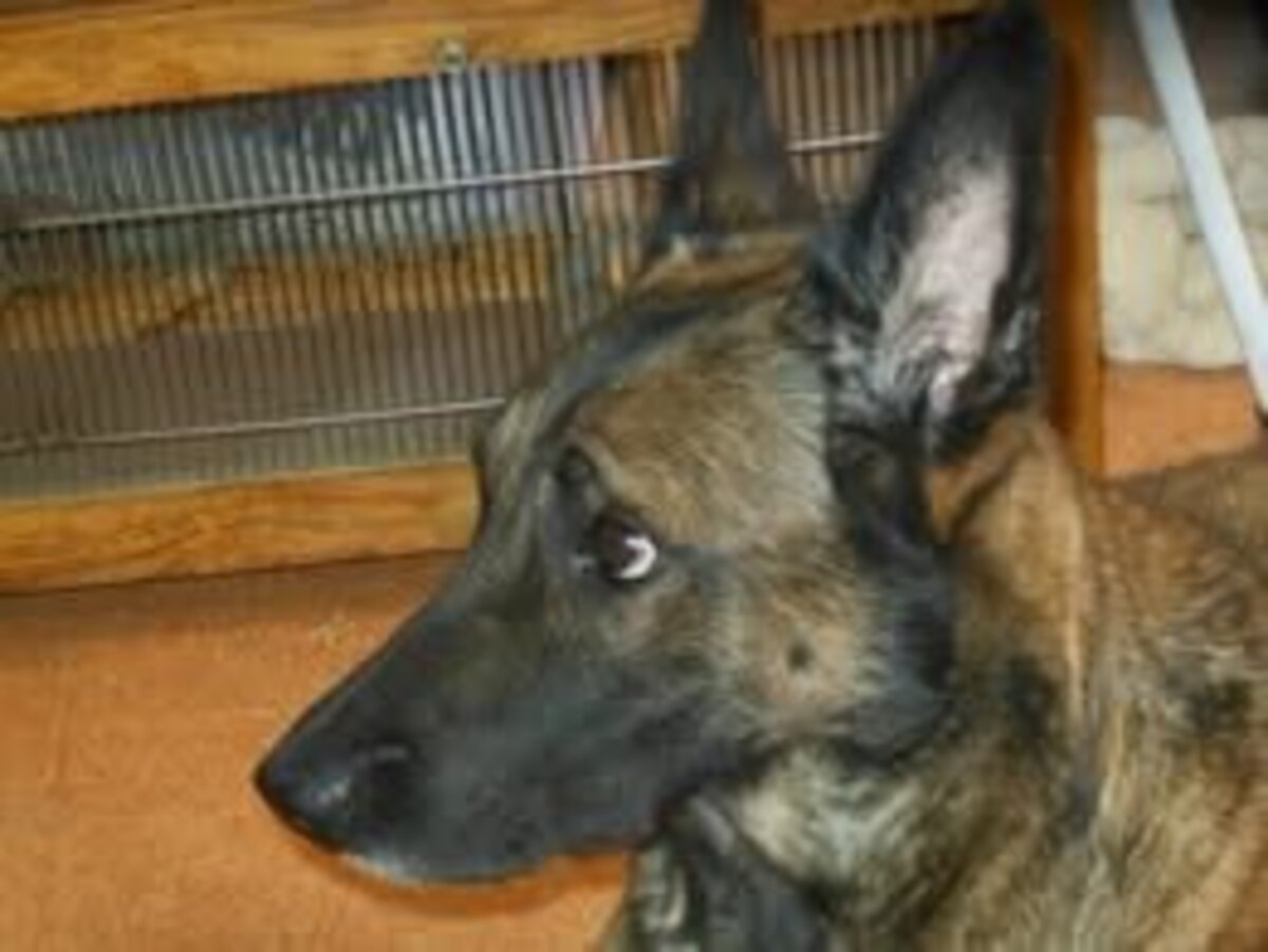 Adoption Shakti