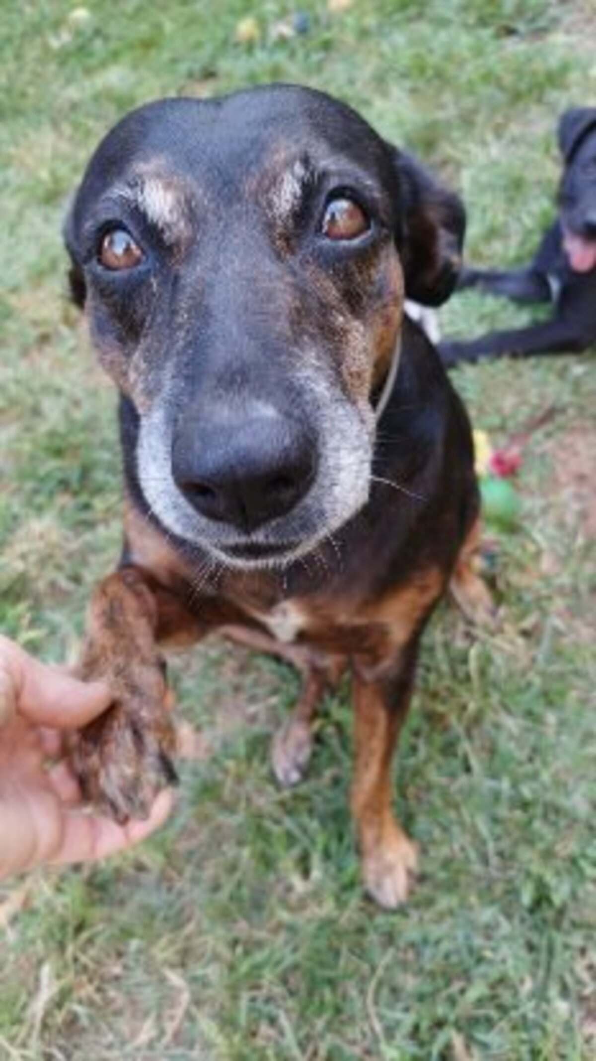 Adoption Shana