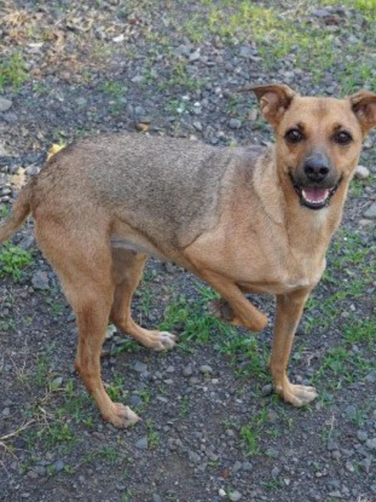 Adoption Shaya