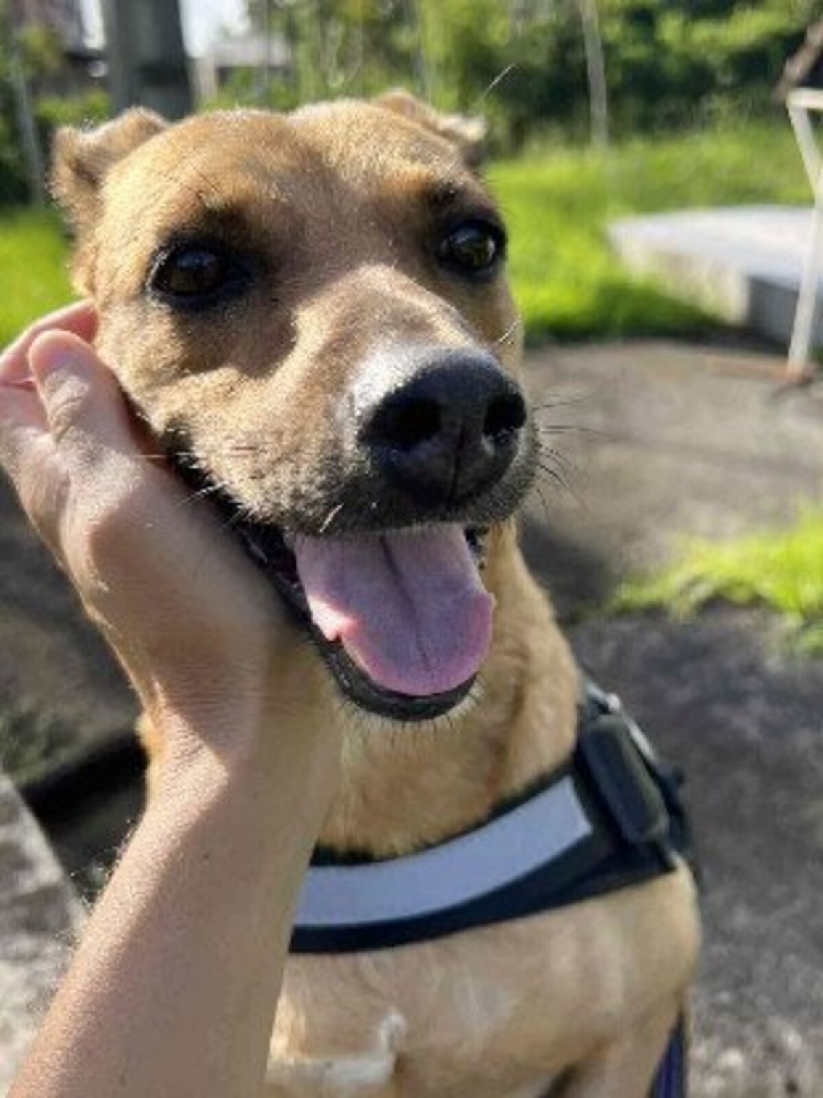 Adoption Shaya