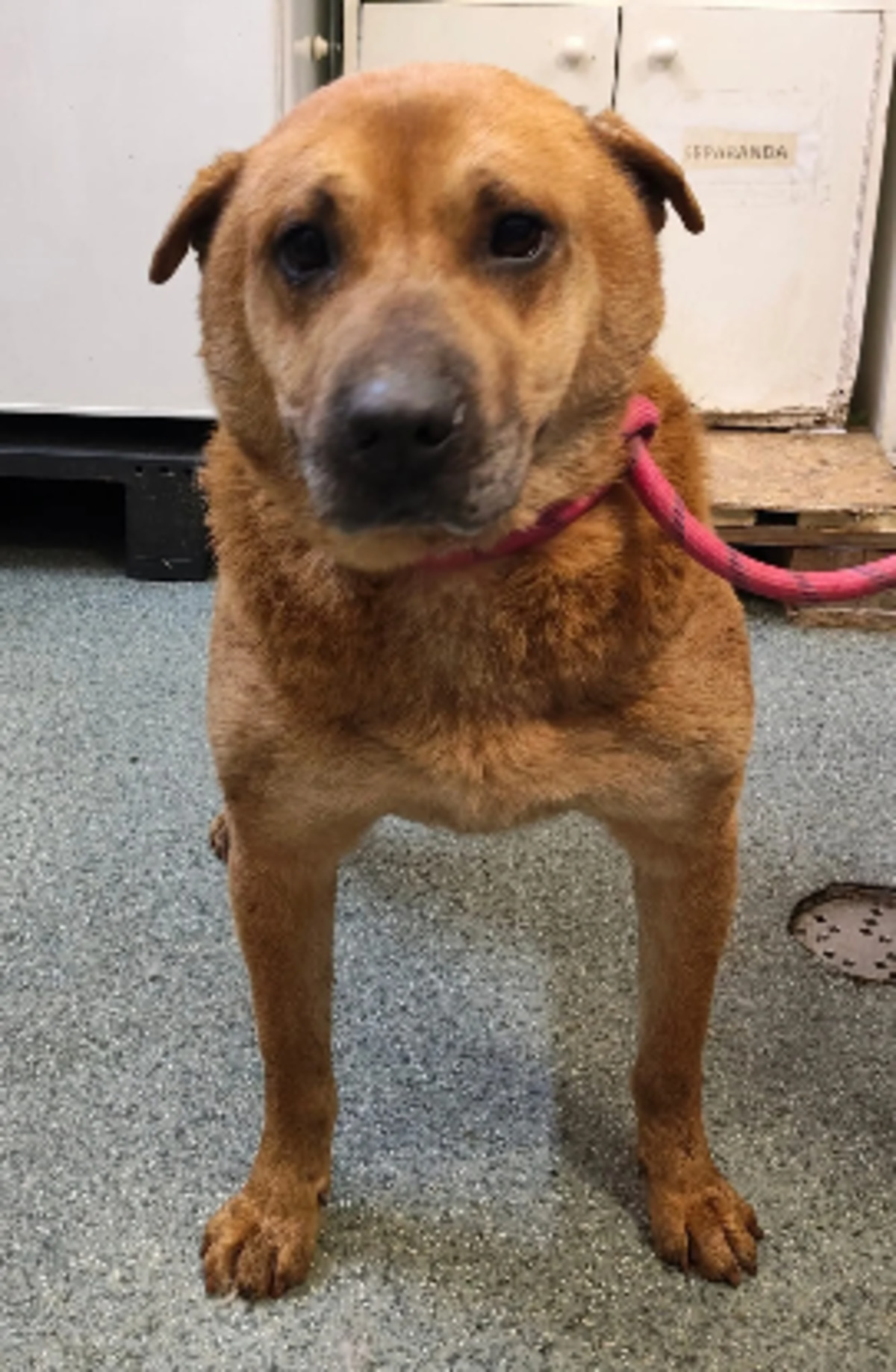 Adoption Sheeva