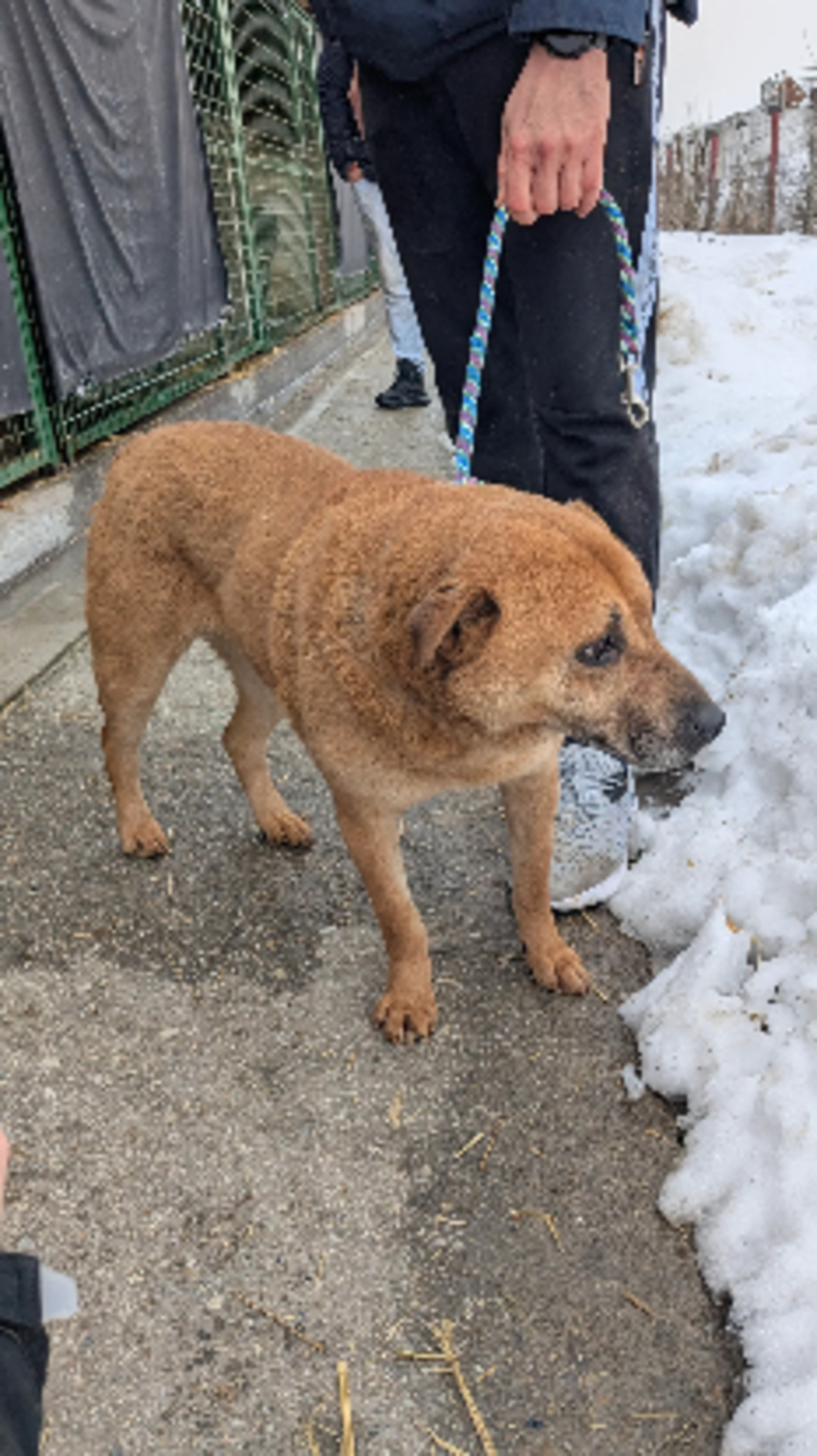 Adoption Sheeva