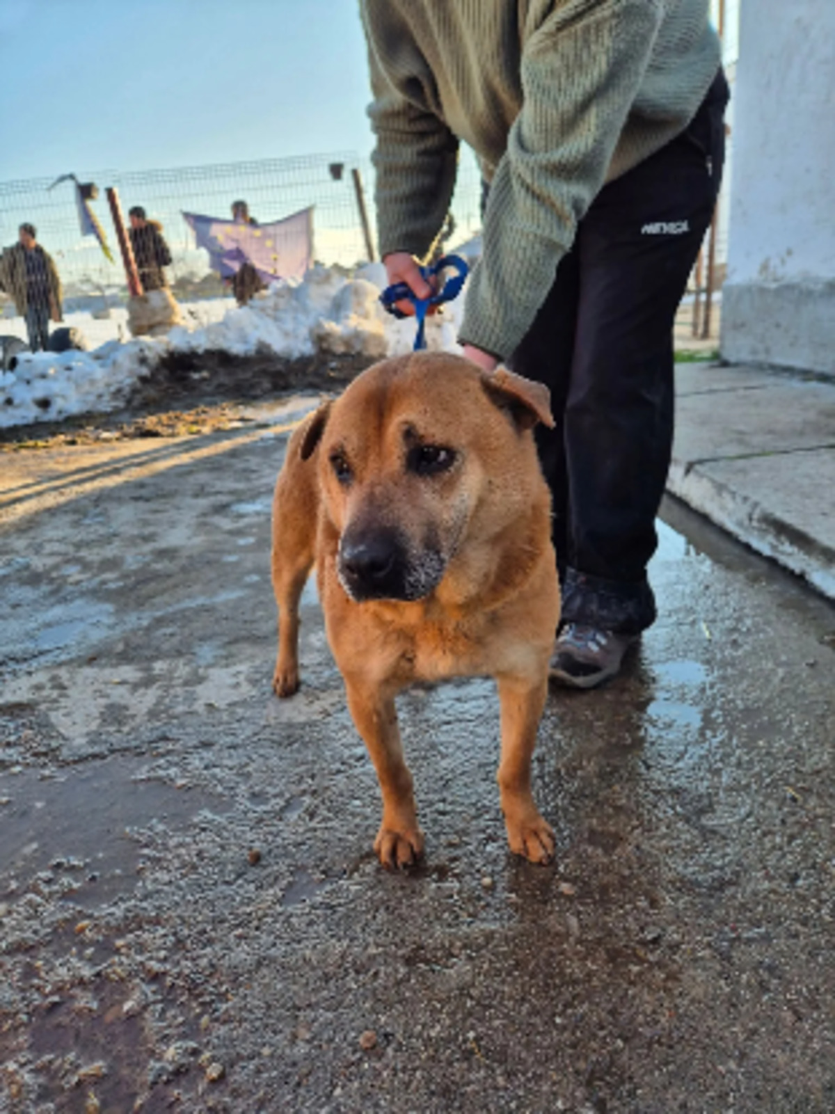 Adoption Sheeva