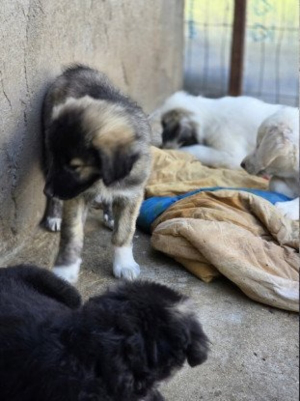 Adoption Sheïdo