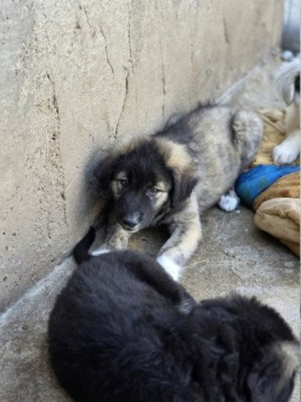 Adoption Sheïdo