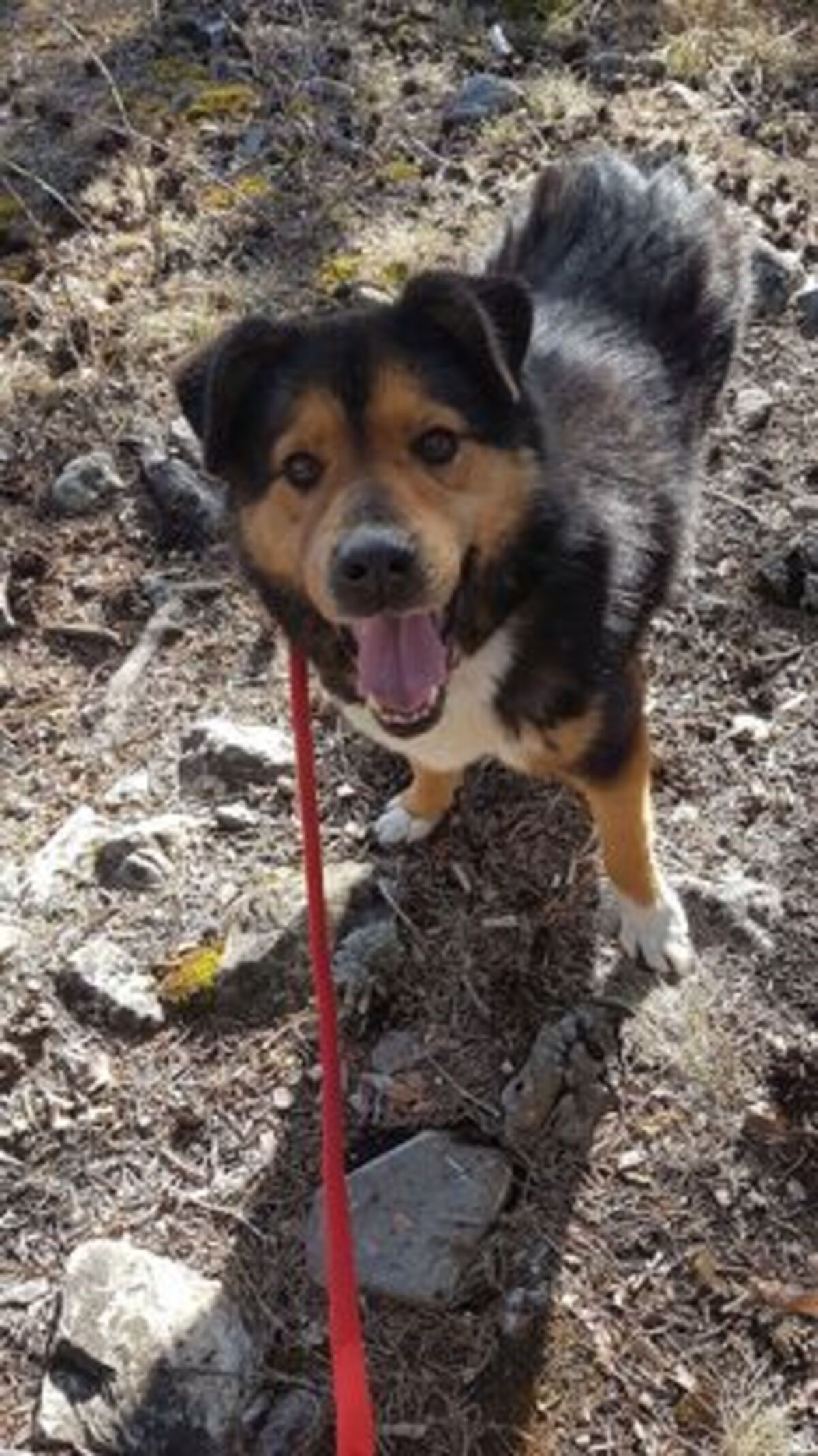 Adoption Sheriff