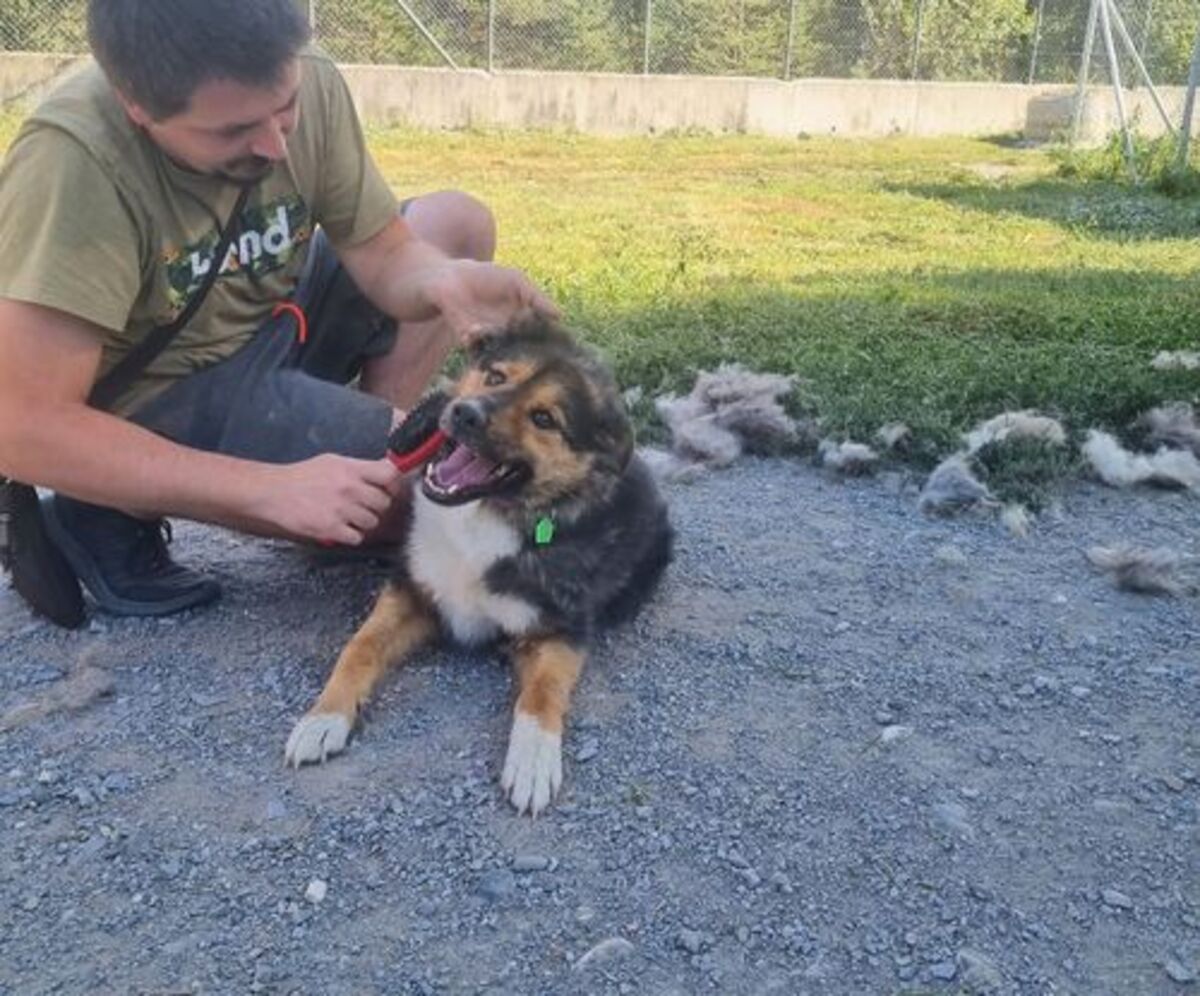 Adoption Sheriff