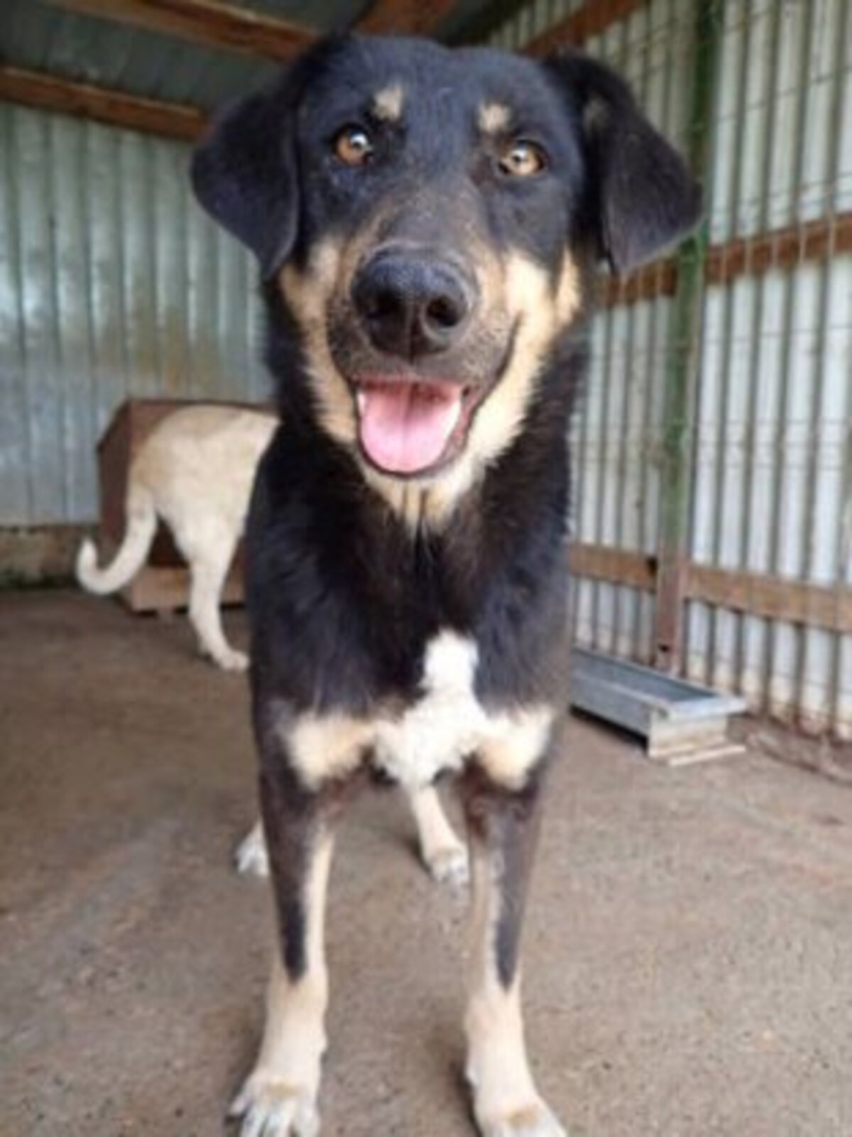 Adoption Sherkan