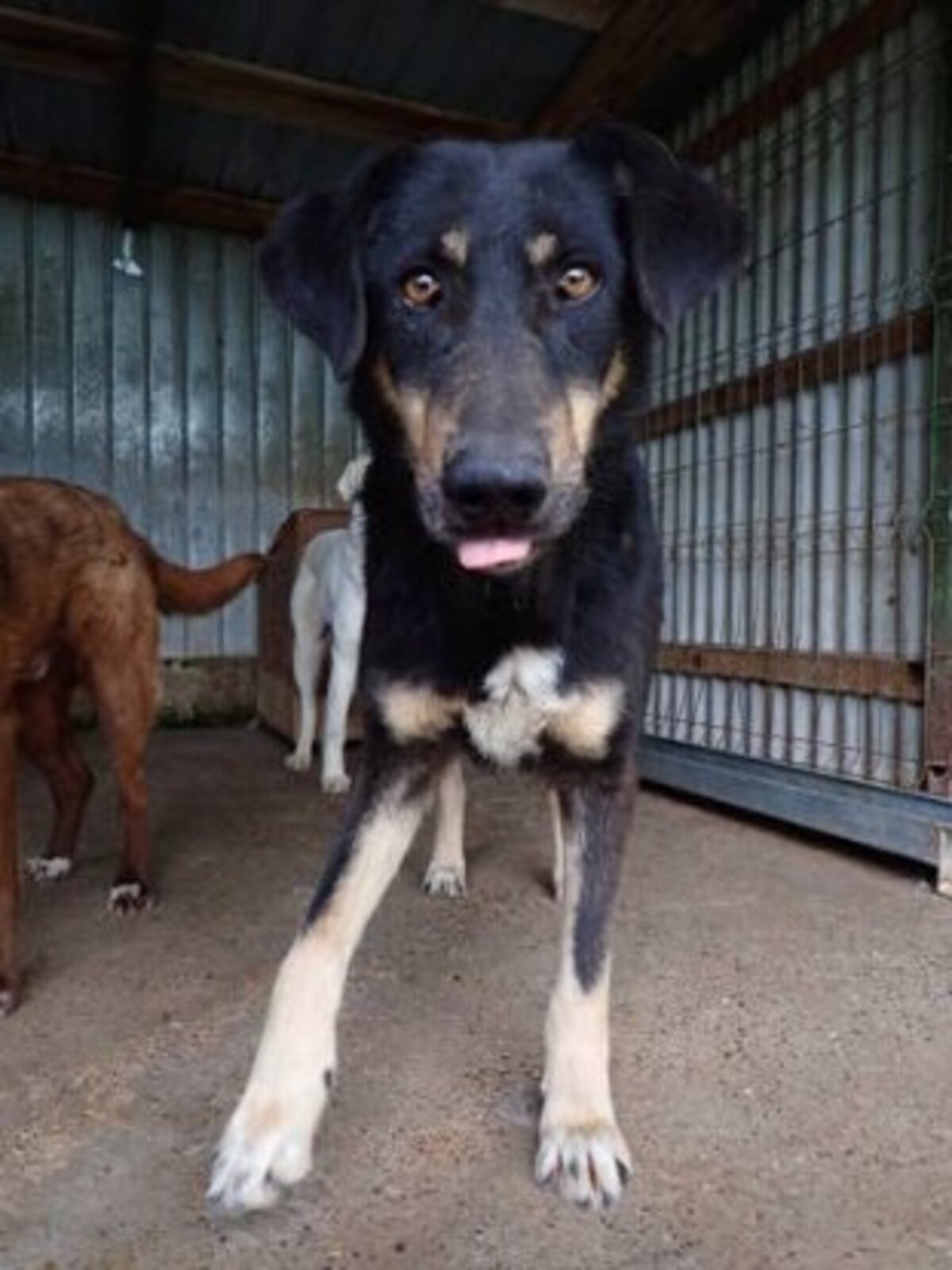 Adoption Sherkan