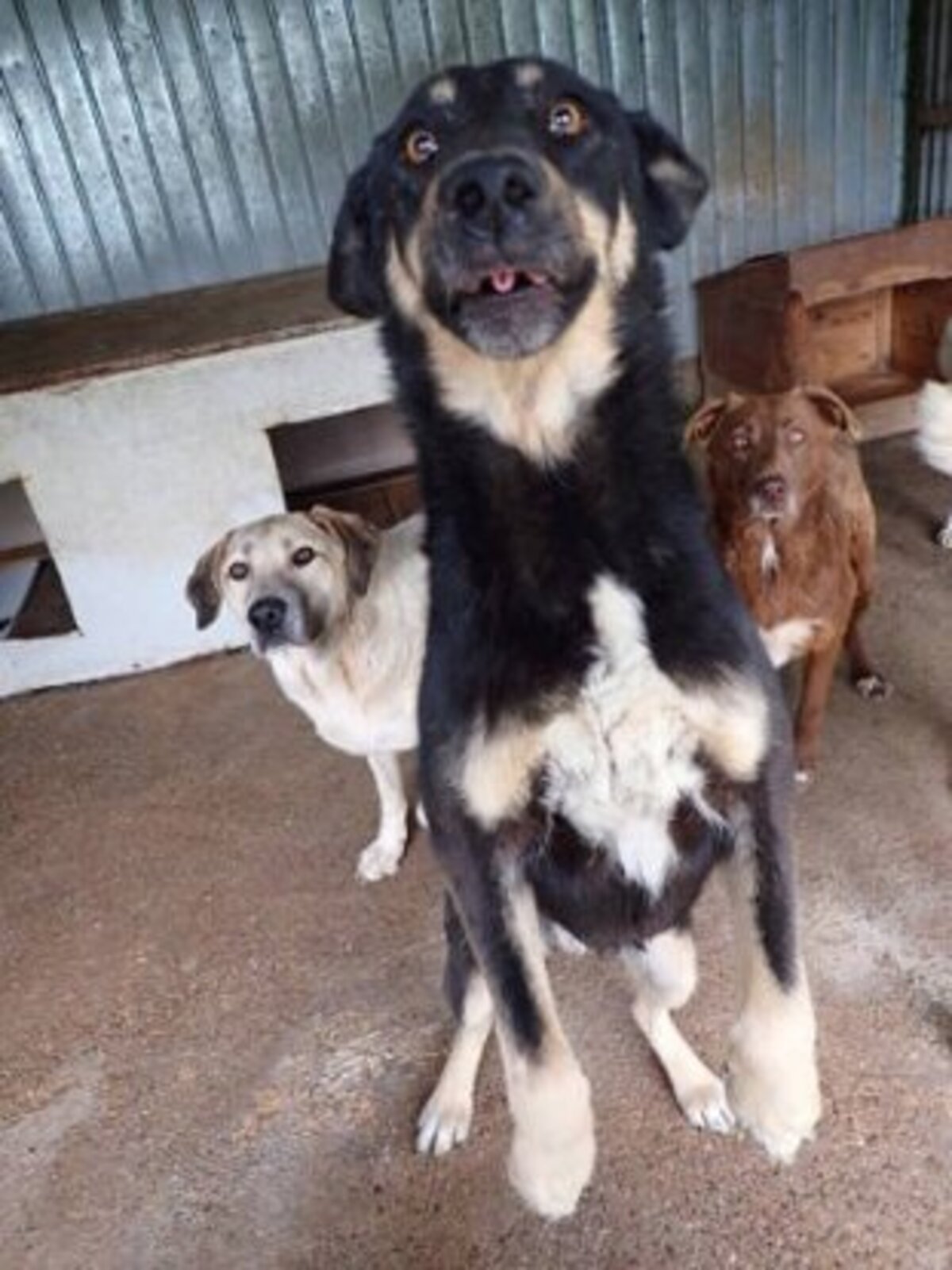 Adoption Sherkan