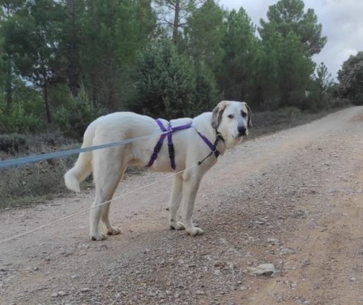 Adoption Sherlock