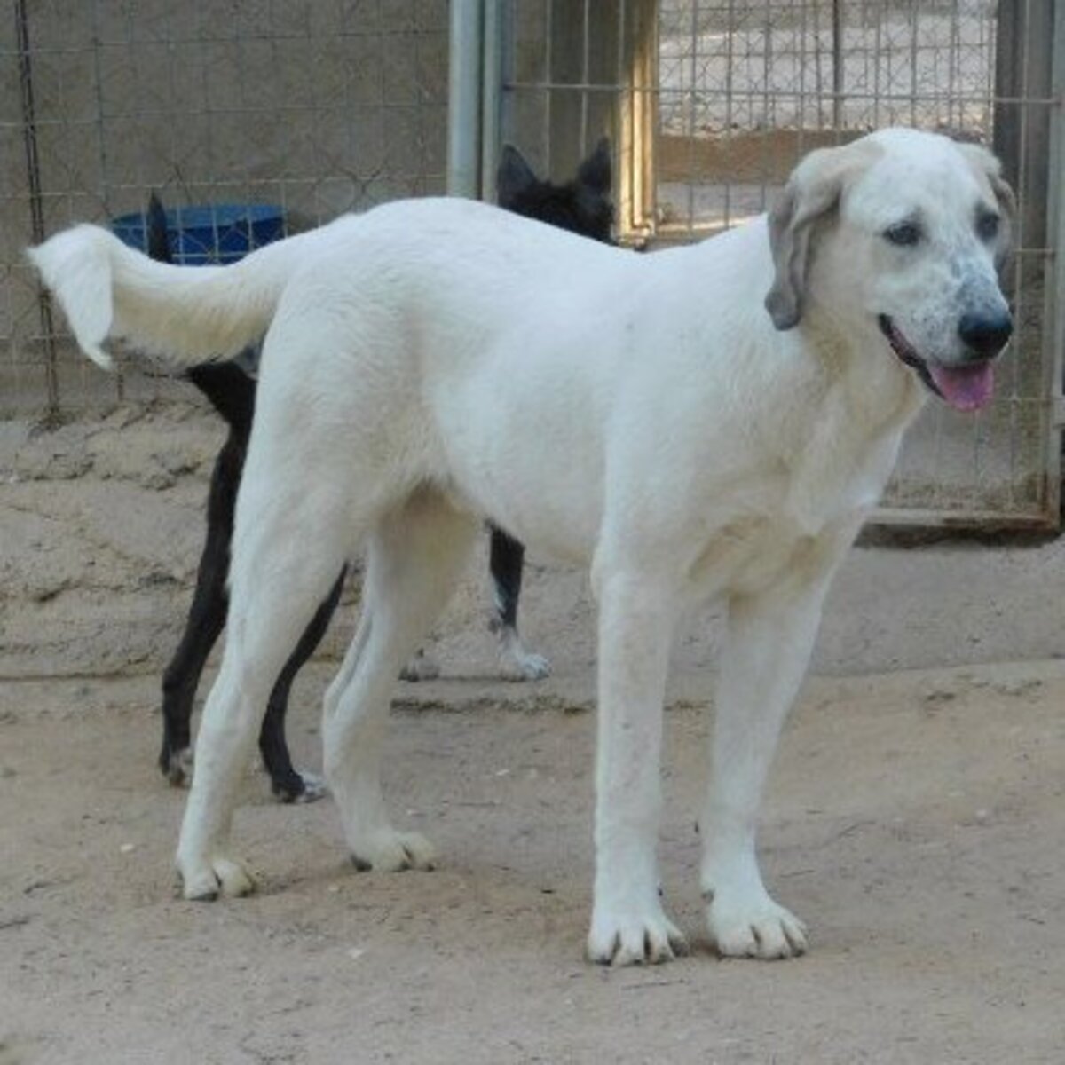 Adoption Sherlock