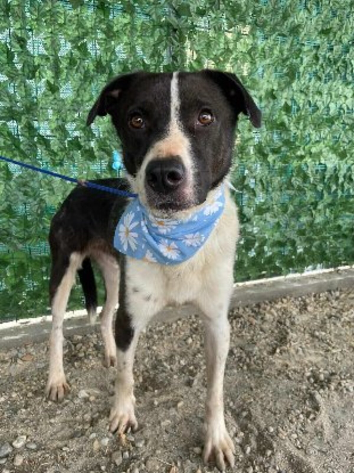 Adoption Sherlock