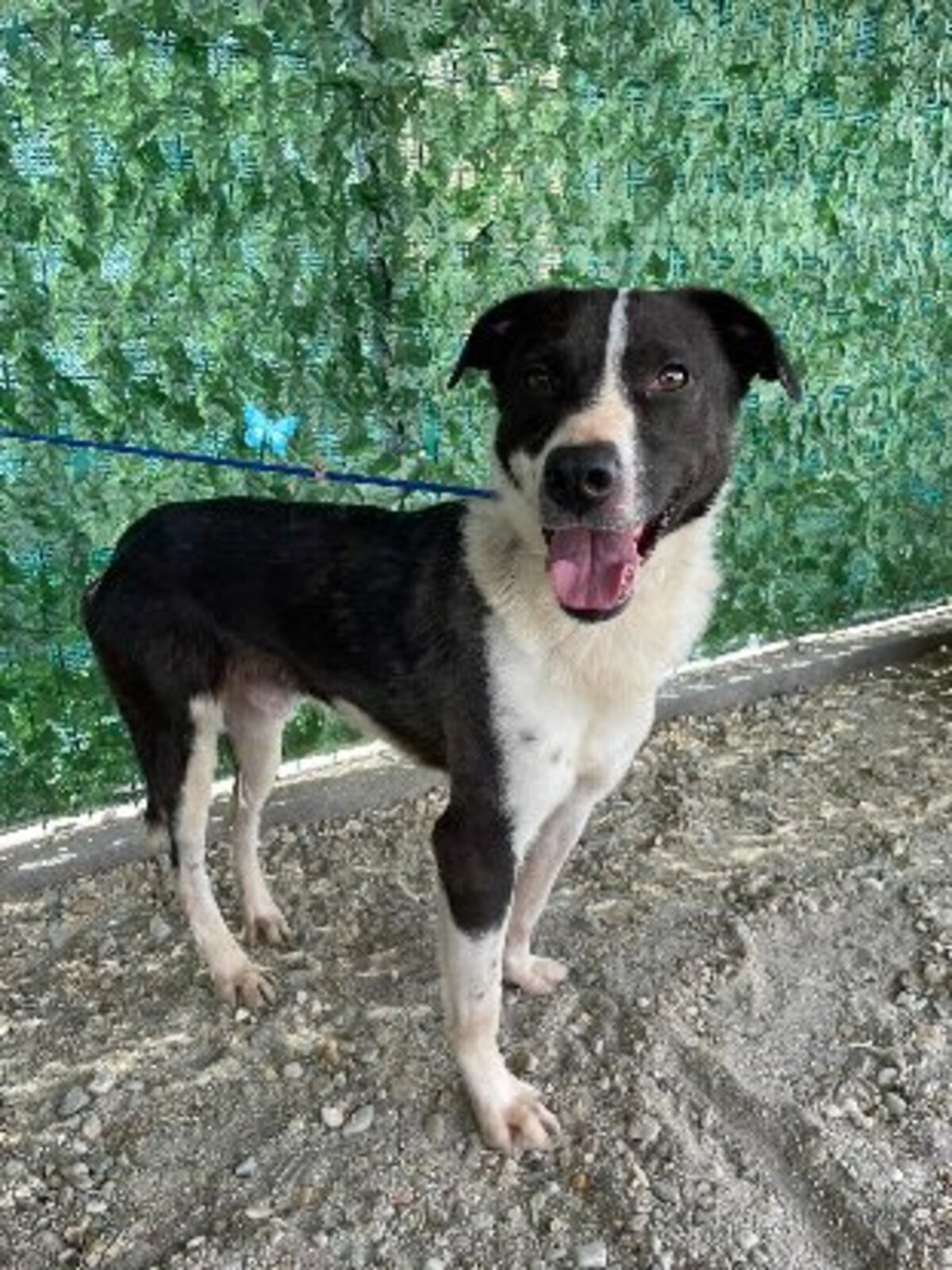 Adoption Sherlock