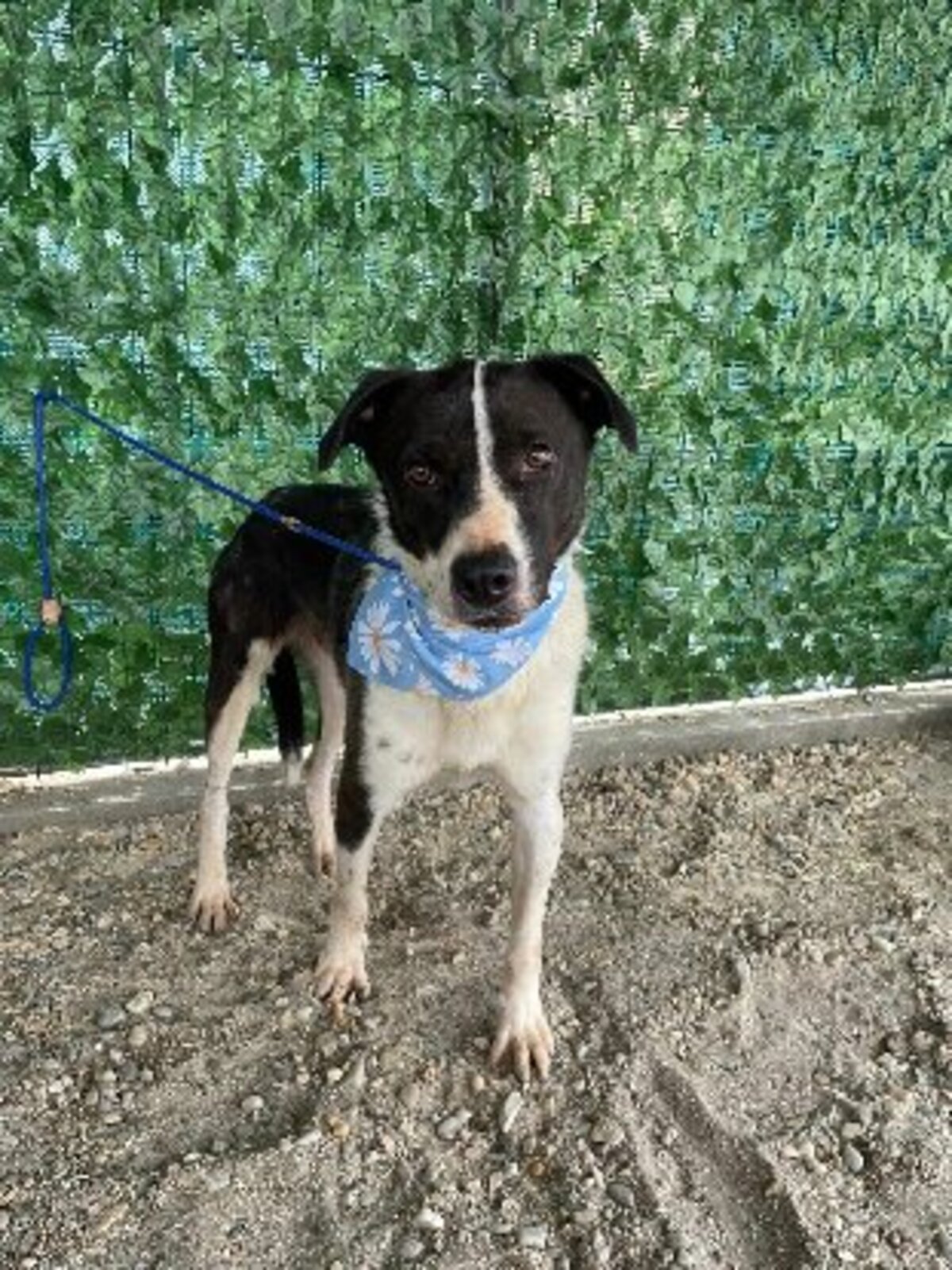 Adoption Sherlock