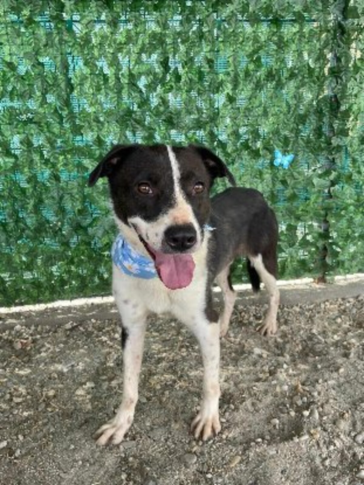 Adoption Sherlock