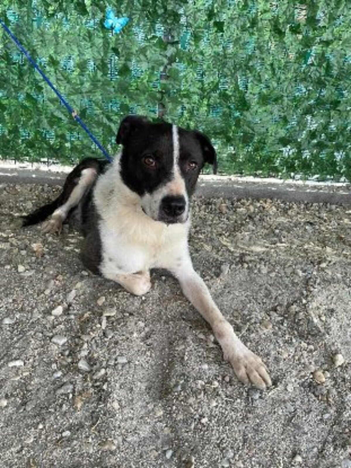 Adoption Sherlock
