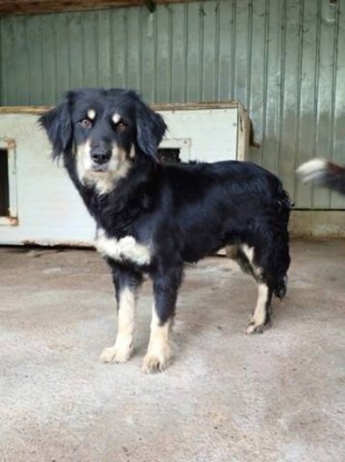Adoption Shilow