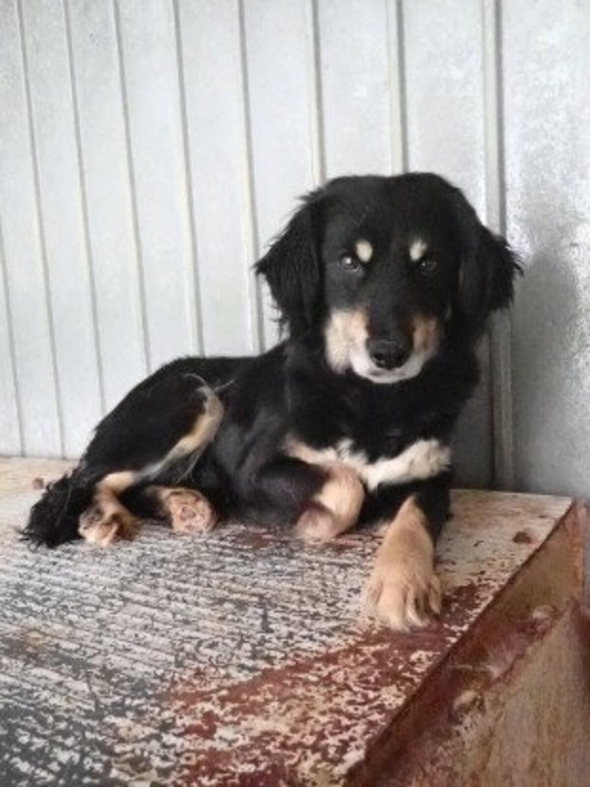 Adoption Shilow