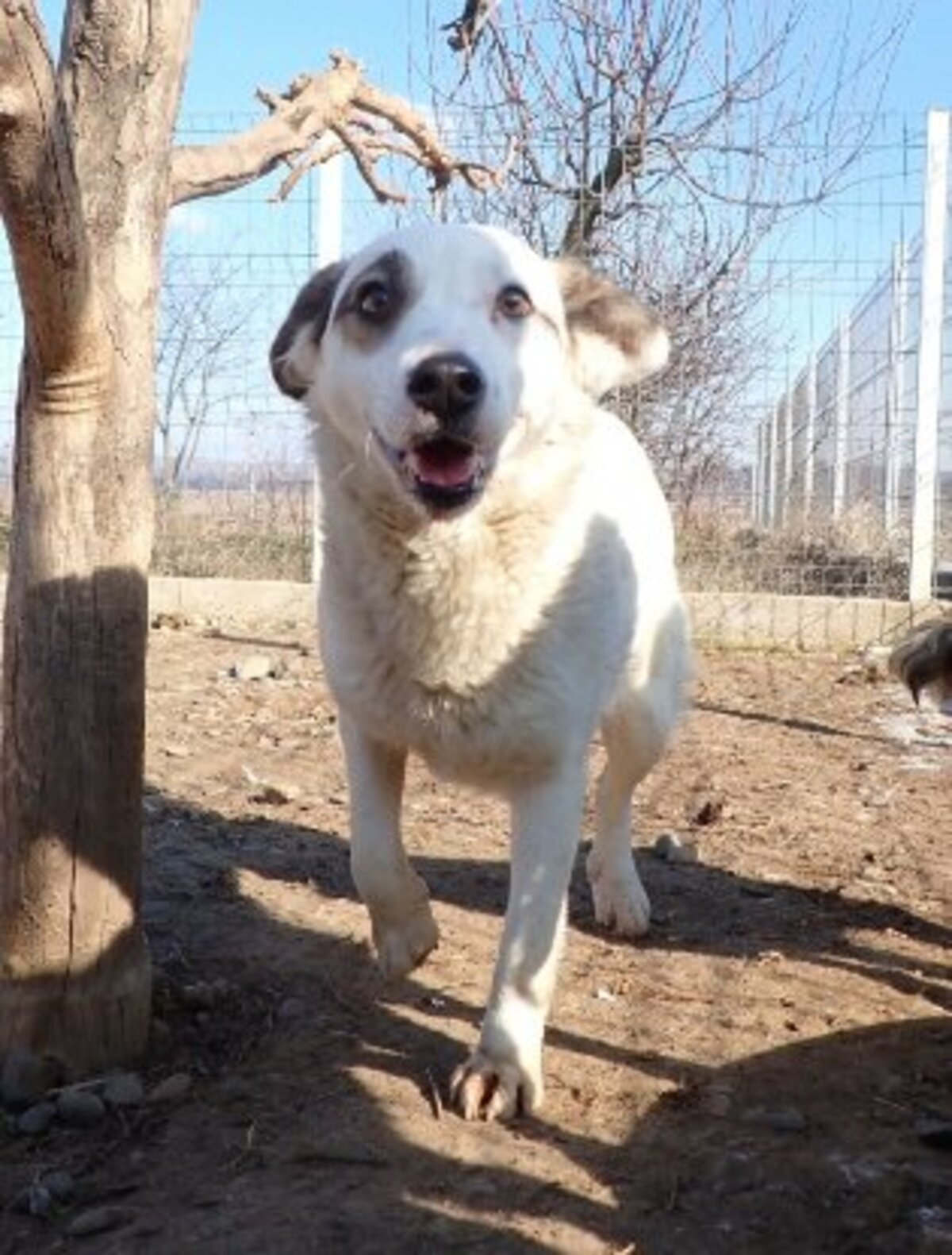 Adoption Shiny